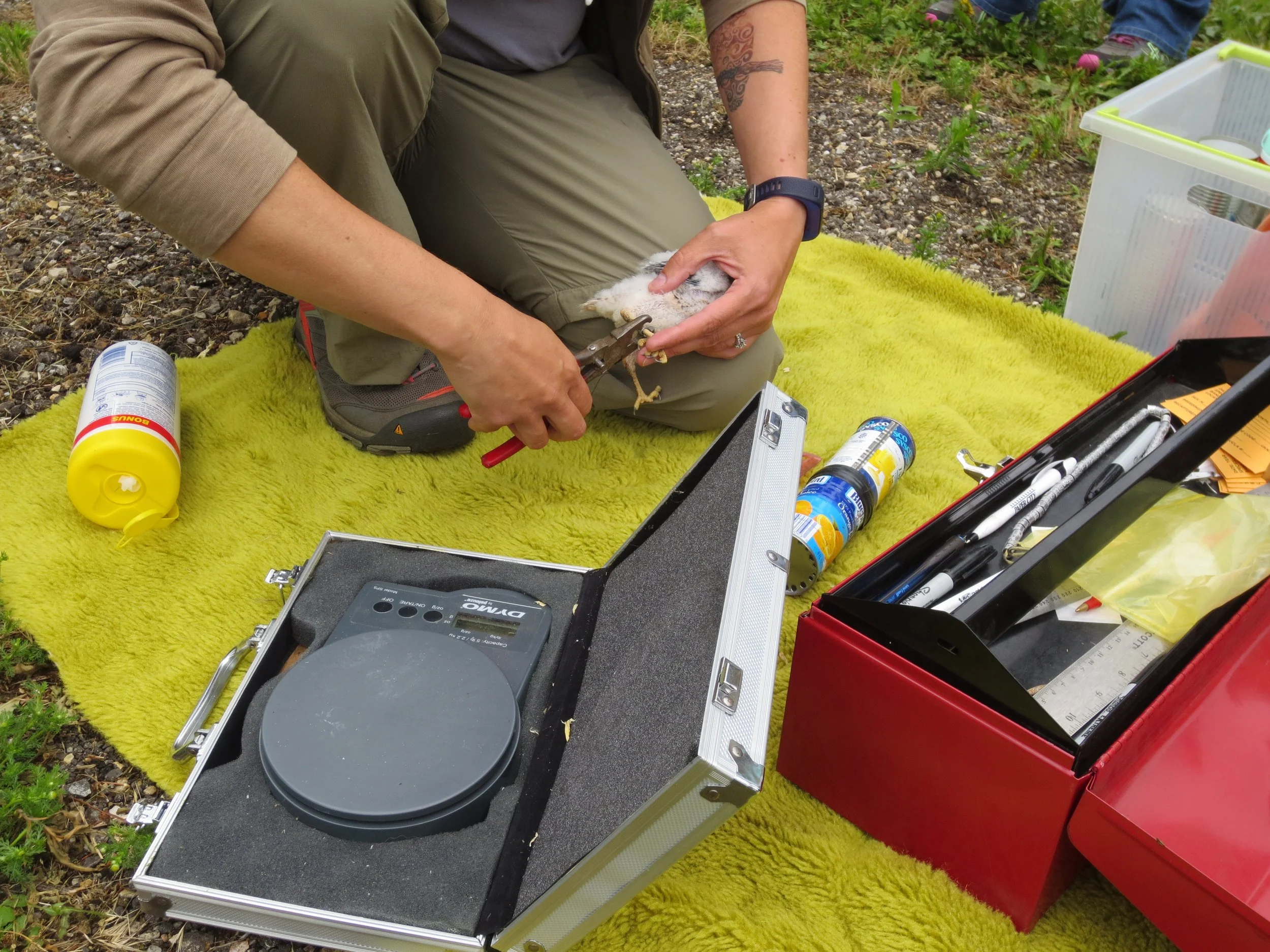 Kestrel Banding - Columbia County