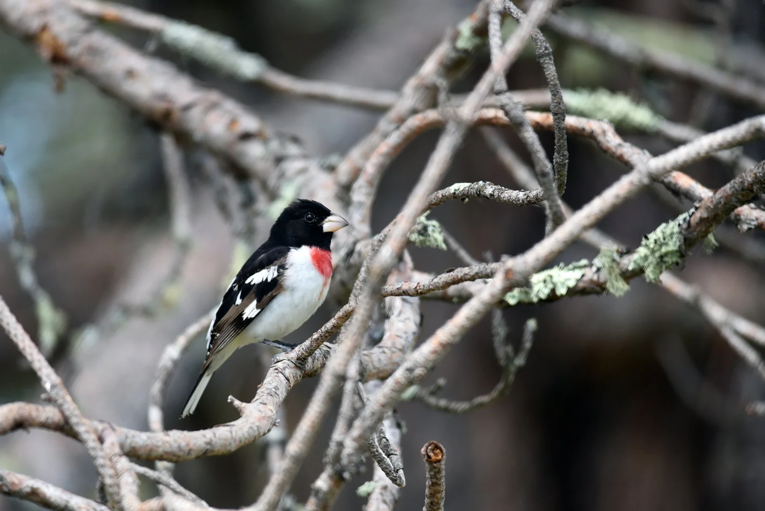 What is the Bird of Wisconsin 