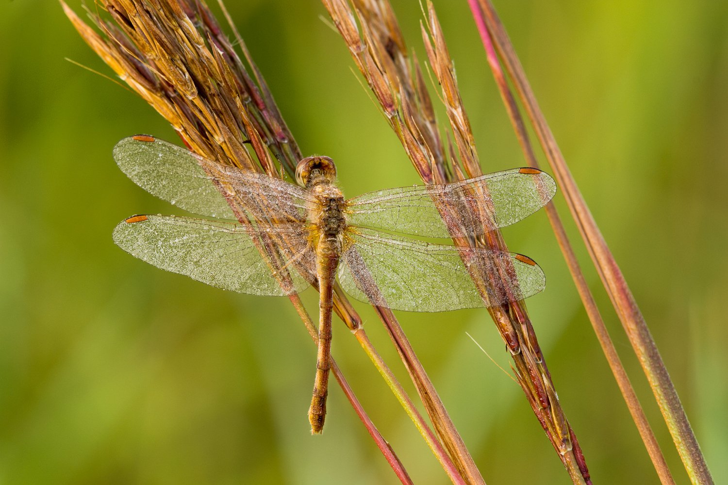 Autumn meadowhawk dragonfly