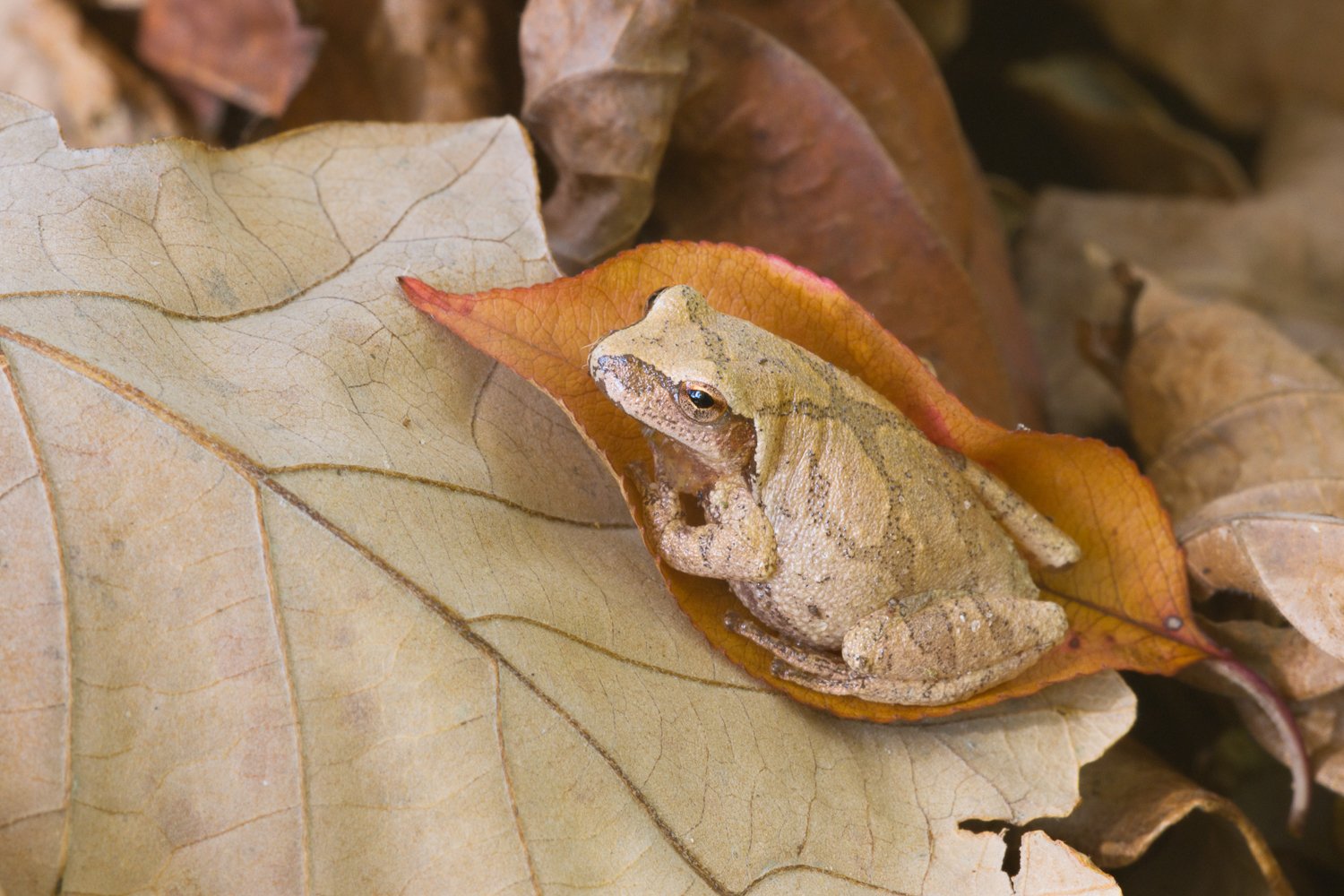 Spring peeper in autumn woodland