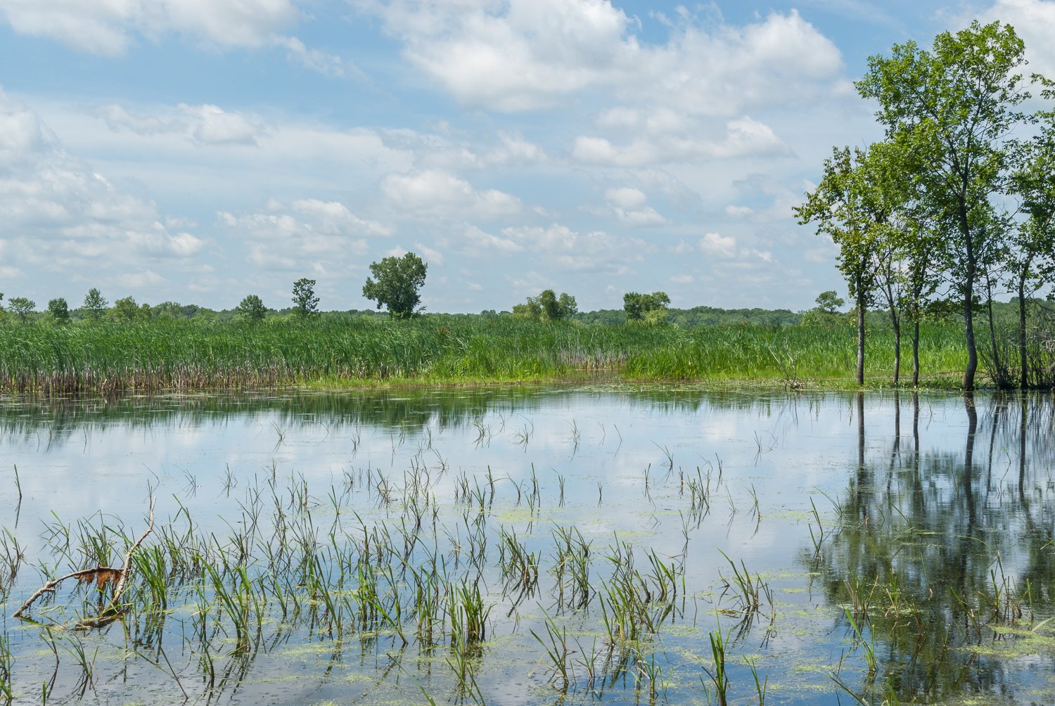 Crane Pond and Thiebeau Marsh