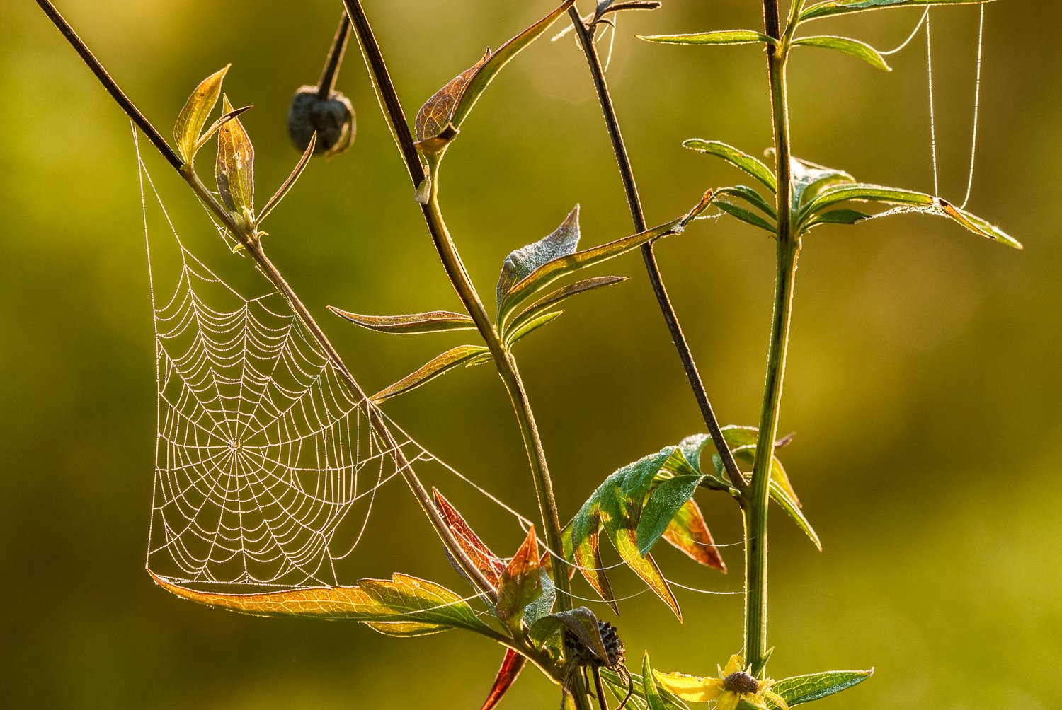 Orbweaver spider in yellow coneflower