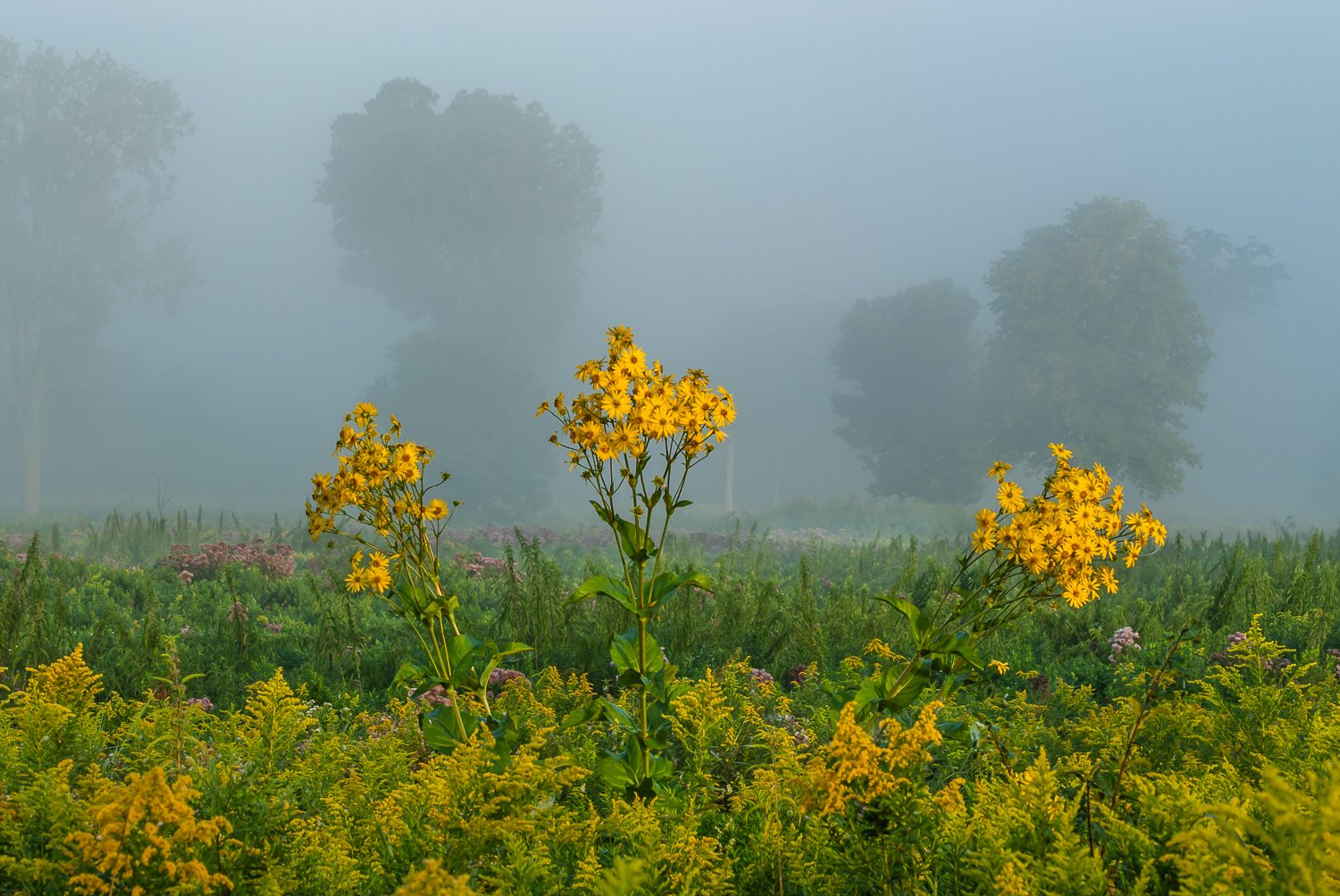 Cup-plants and morning fog