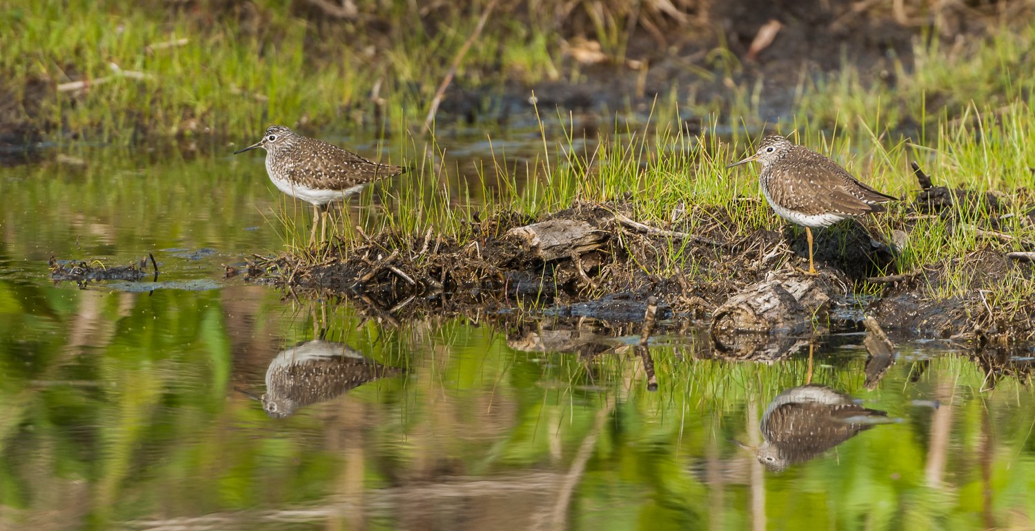 Solitary Sandpipers at Heron Pond