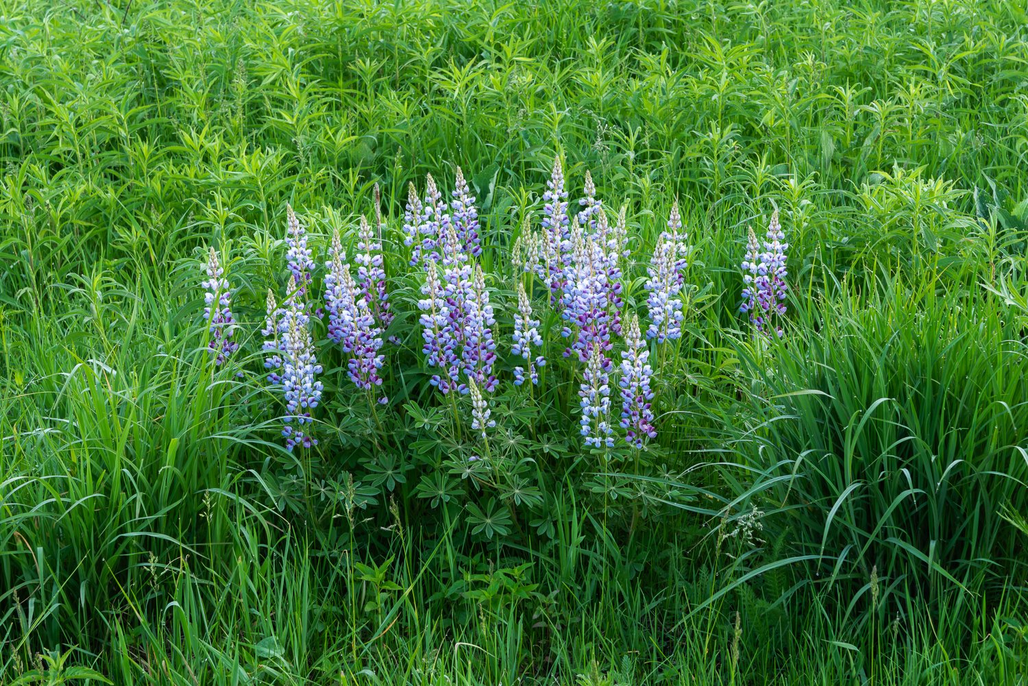 Wild lupine in bloom