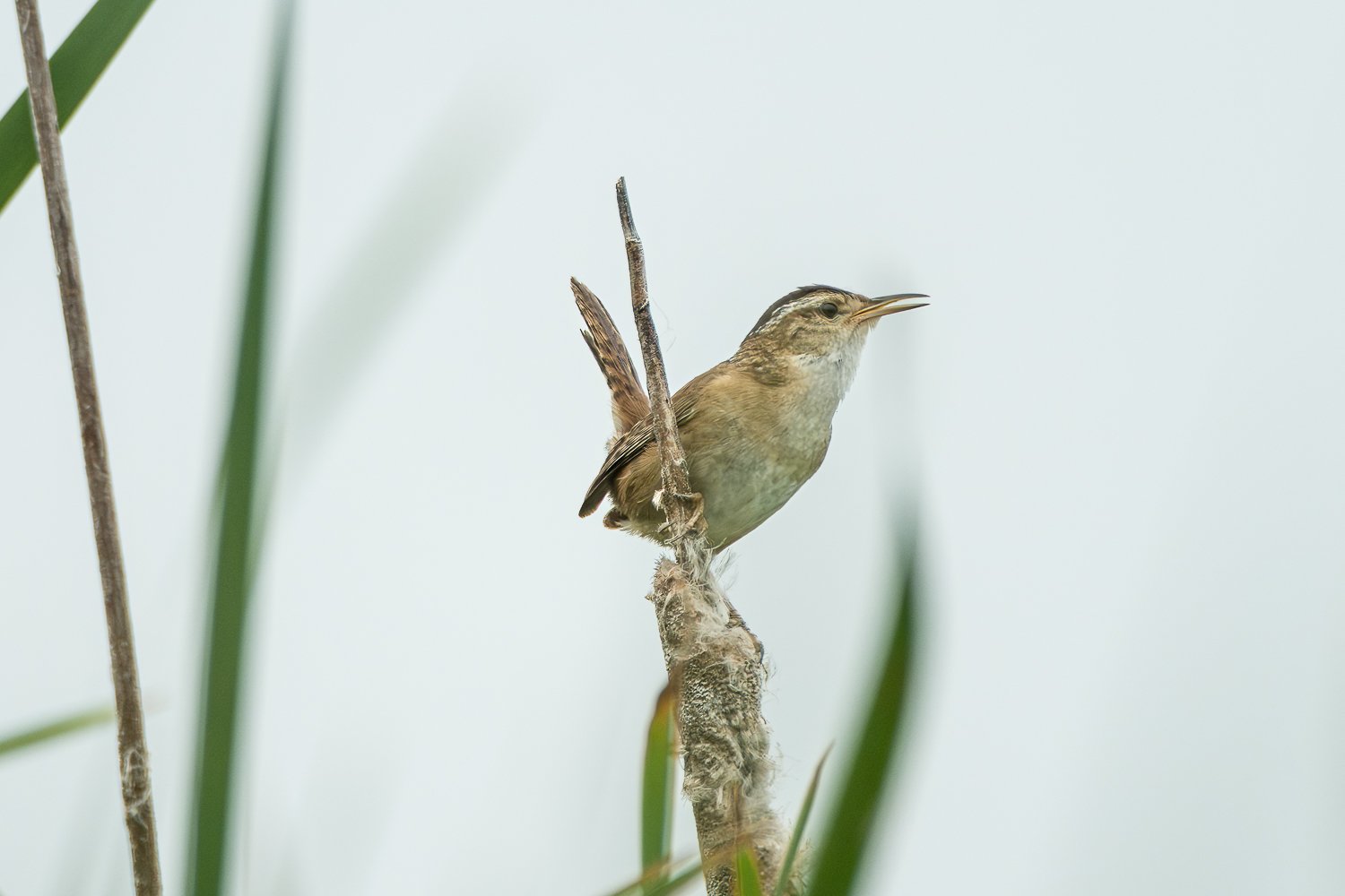 Marsh Wren on cattail