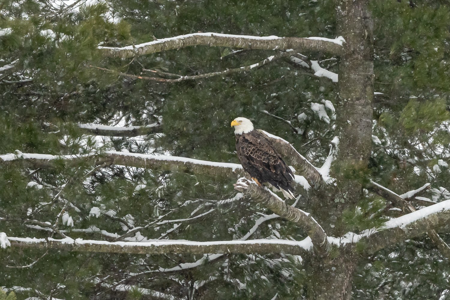 Bald Eagle in winter storm