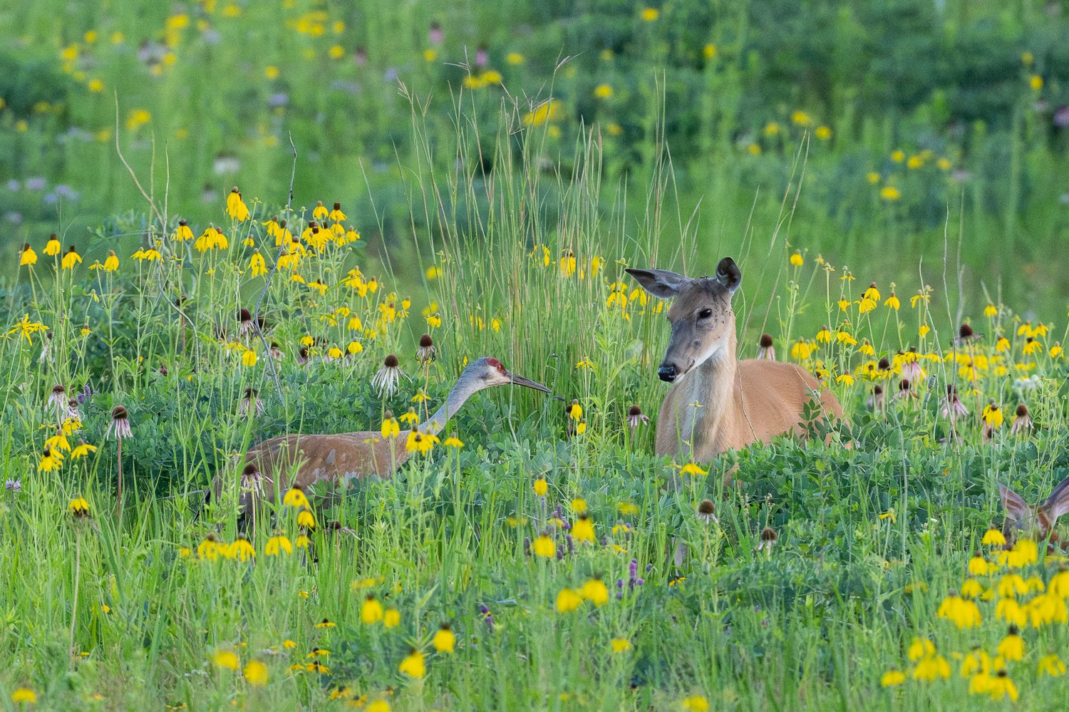 Sandhill Crane and White-tailed deer in prairie