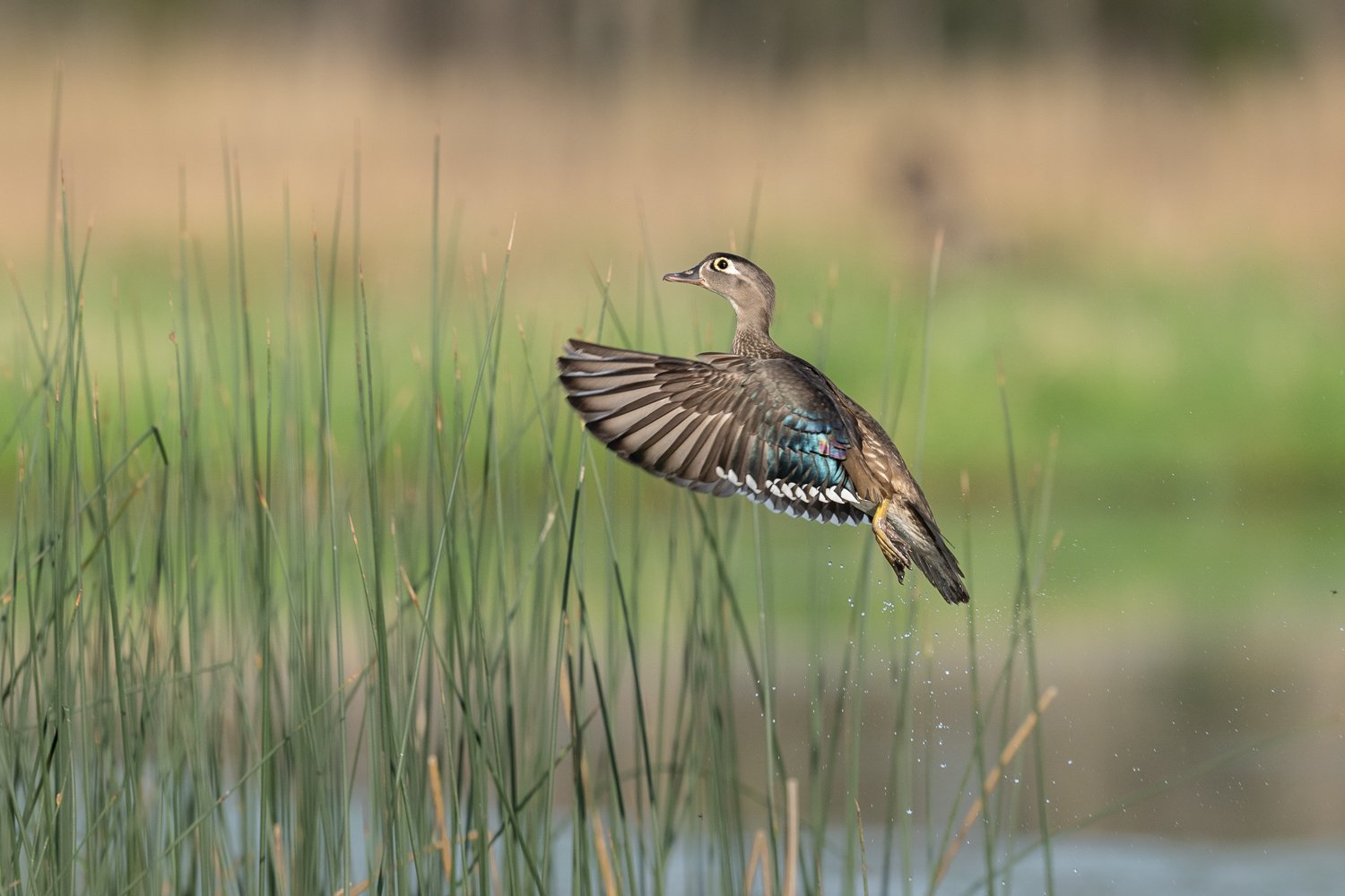 Female Wood Duck taking off from bullrushes