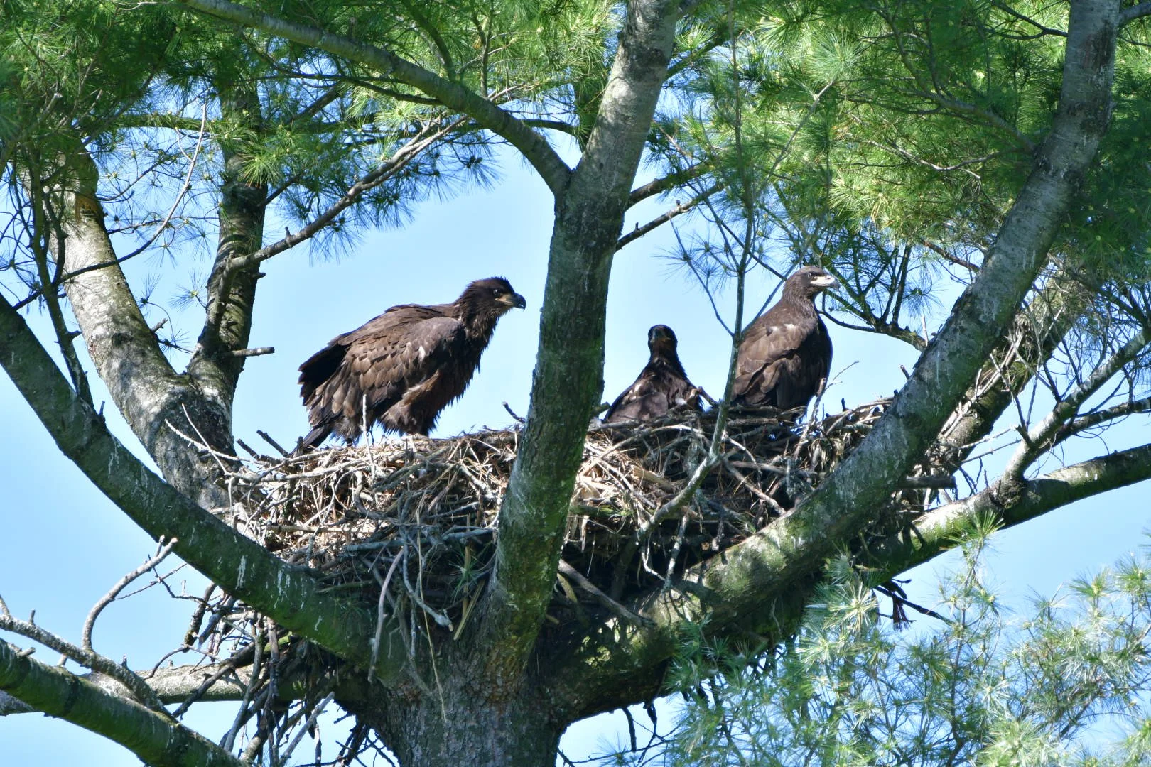 Monitoring Bald Eagle Nests in Wisconsin