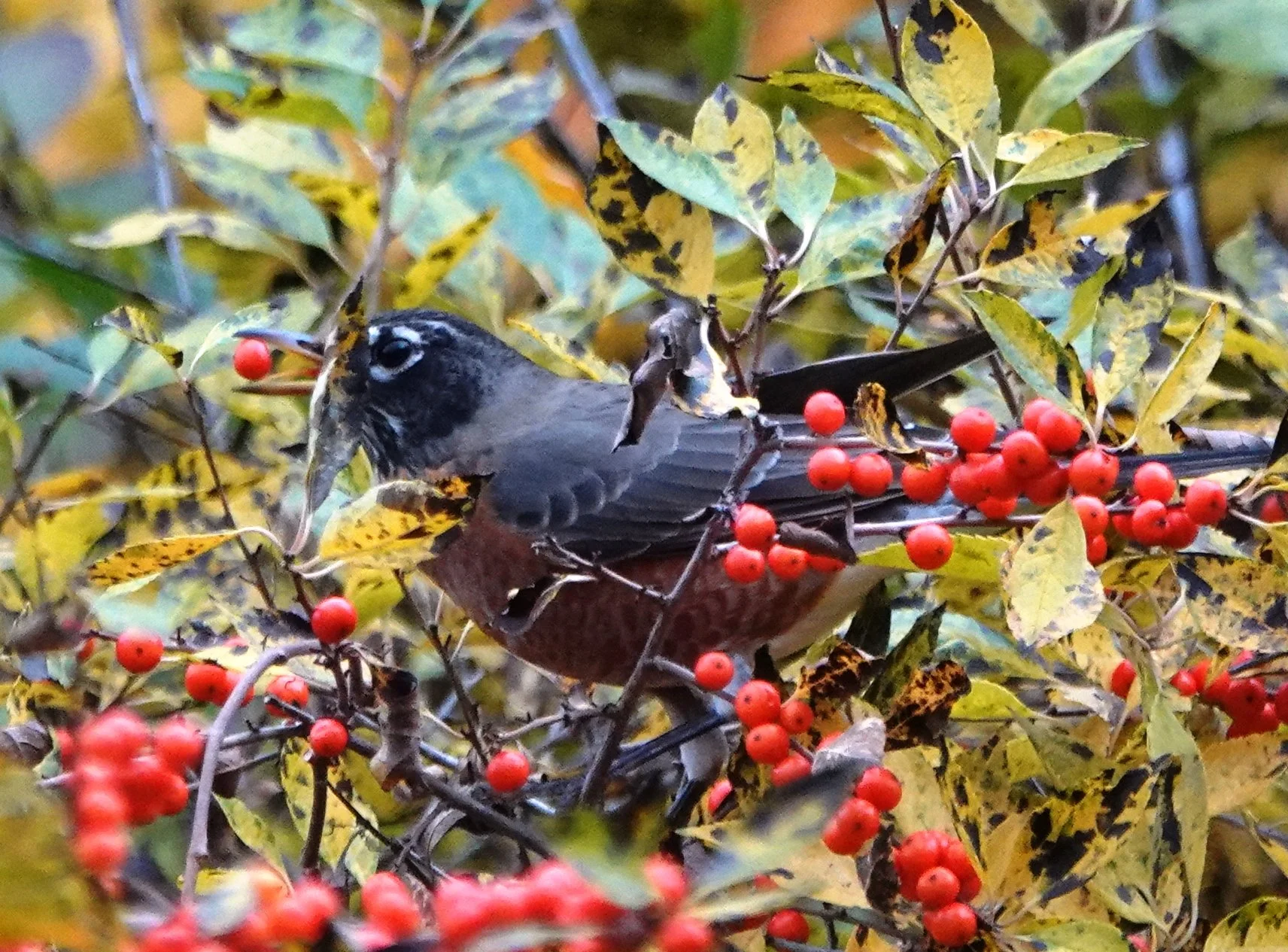 Robins by the Thousands: Drop in event