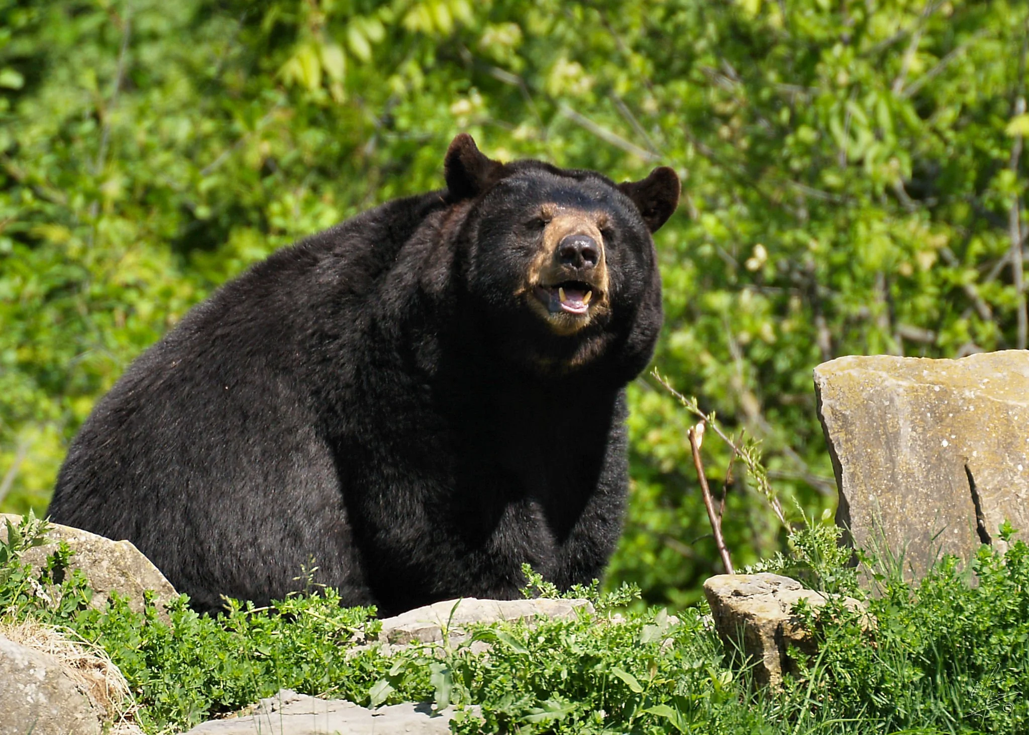 Family Field Trip Series: Hi-BEAR-nation Station!