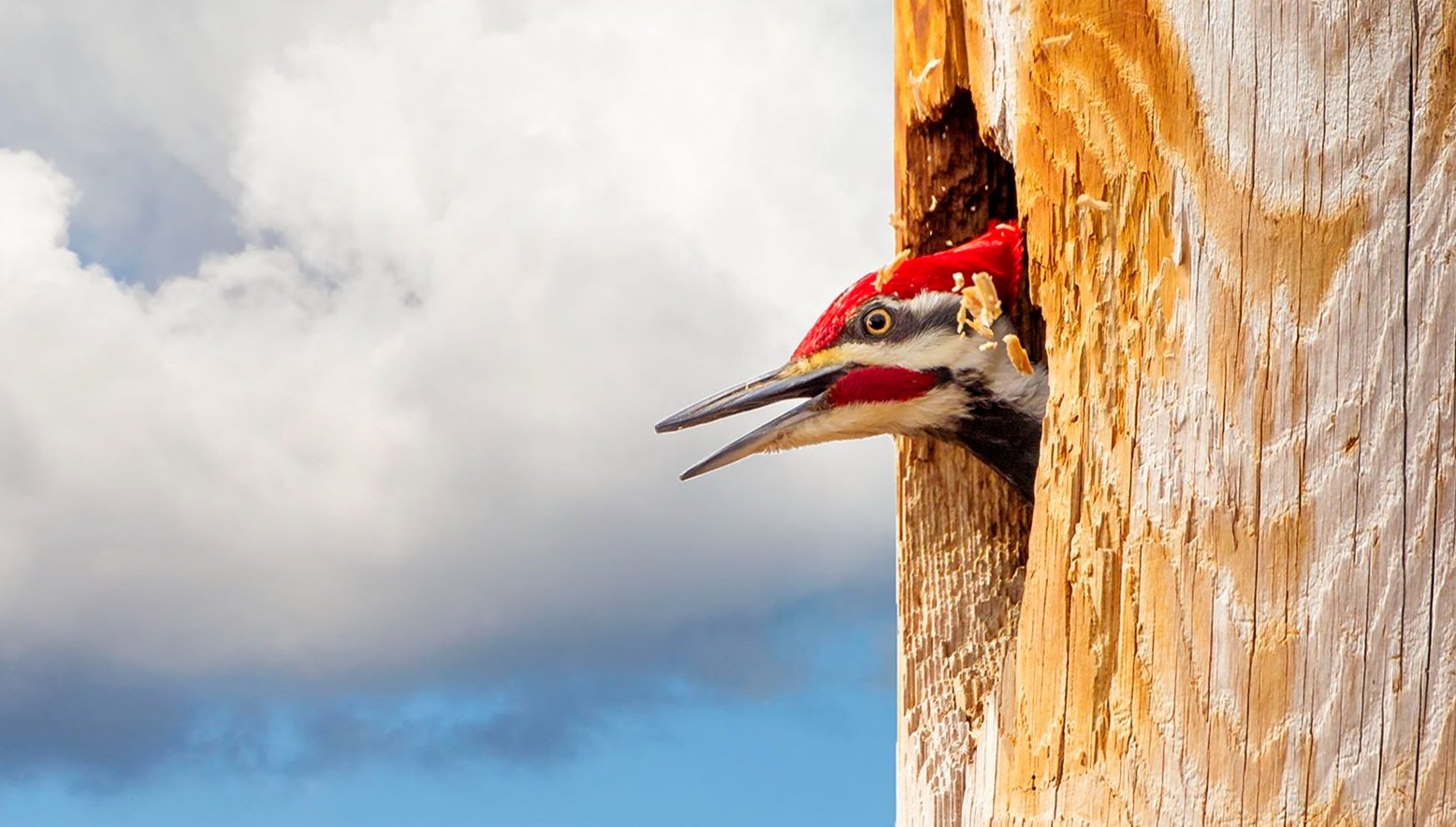 Pileated Woodpecker
