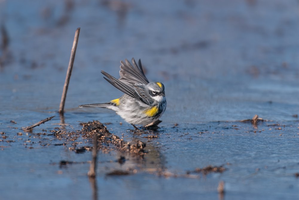   A male Yellow-rumped Warbler stands on the frozen surface of the swale after a hard overnight frost (photo by Gary Shackelford).  