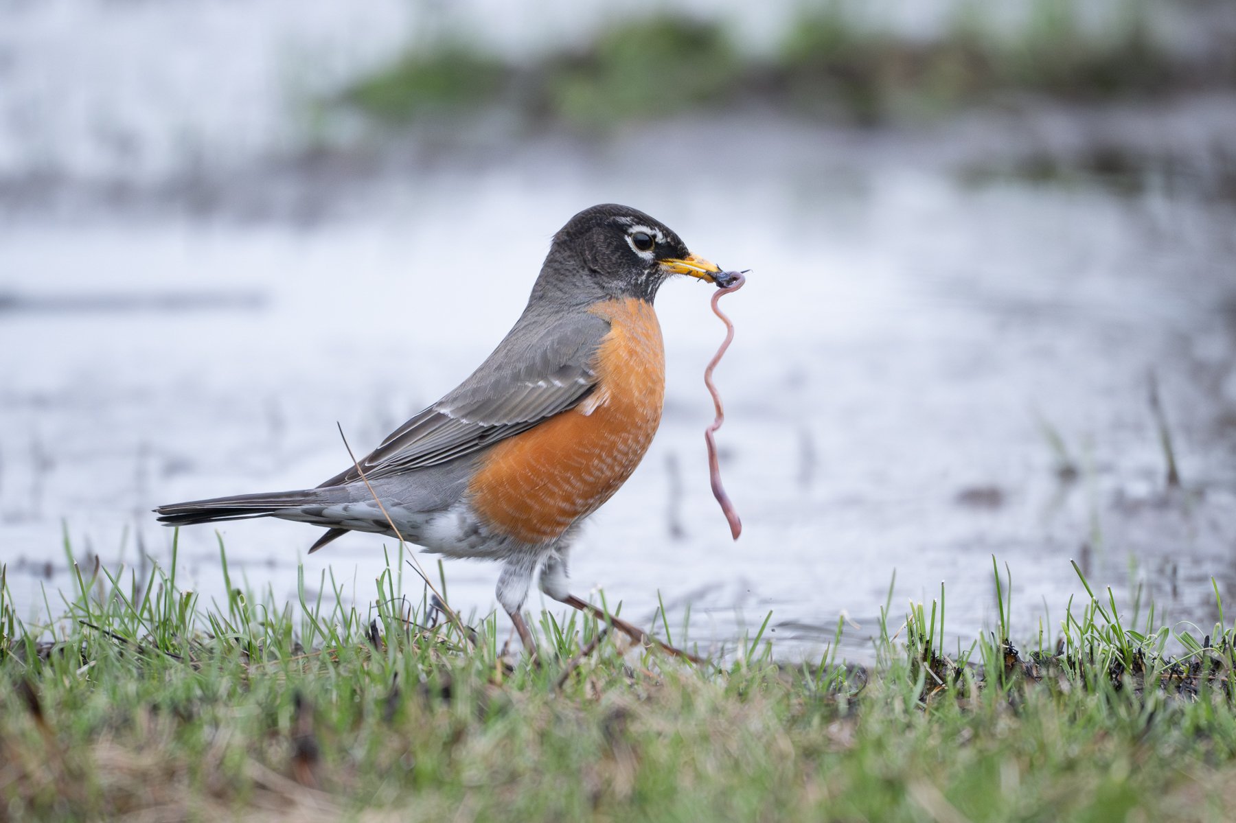   &nbsp;An American Robin with an earthworm pulled from the water (photo by Gary Shackelford).  