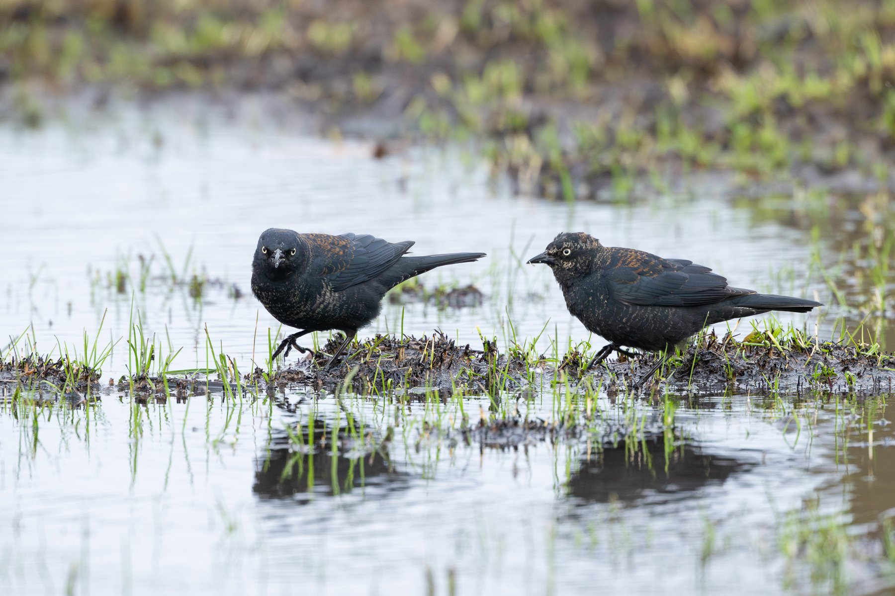   Two male Rusty Blackbirds feed in the shallows (photo by Gary Shackelford).  