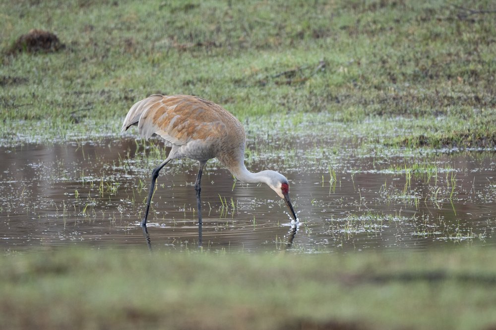   A Sandhill Crane feeds in the swale (photo by Gary Shackelford).  