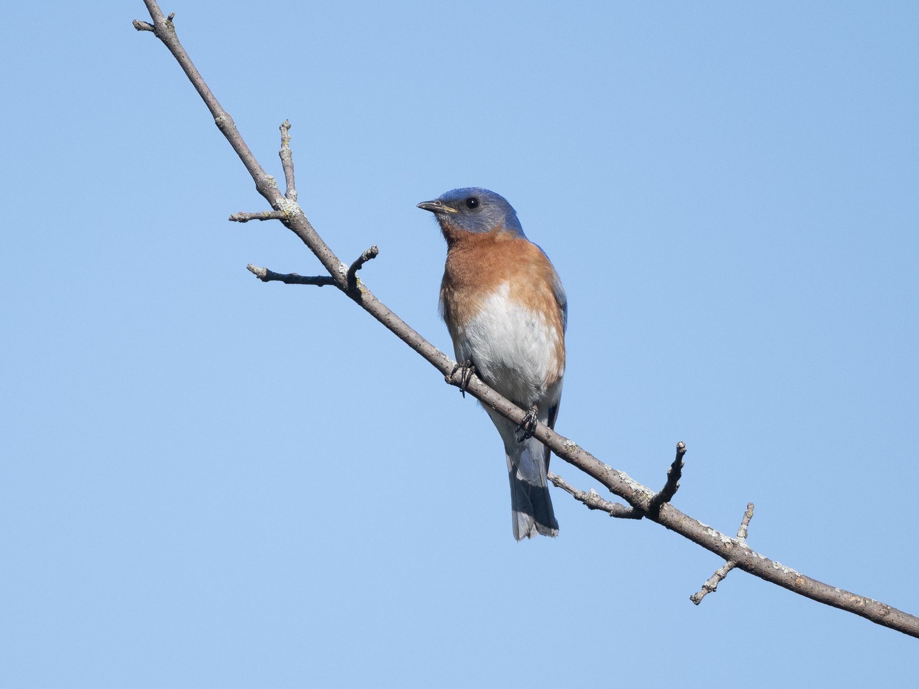   Eastern Bluebird (by Gary Shackelford)  