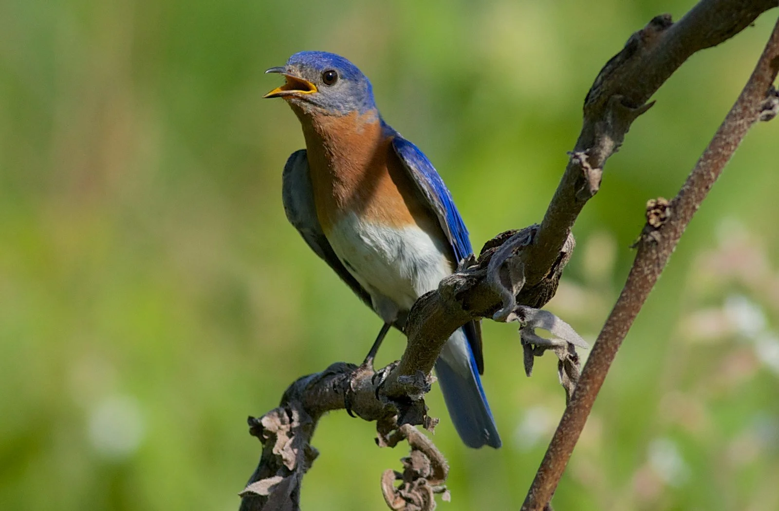 Birding by Ear Meet-up (FULL)