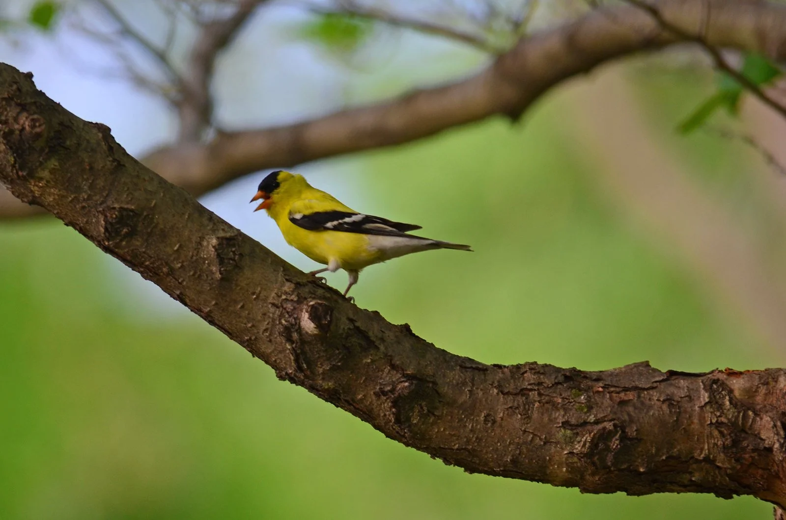 Birding by Ear Meet-up (FULL)