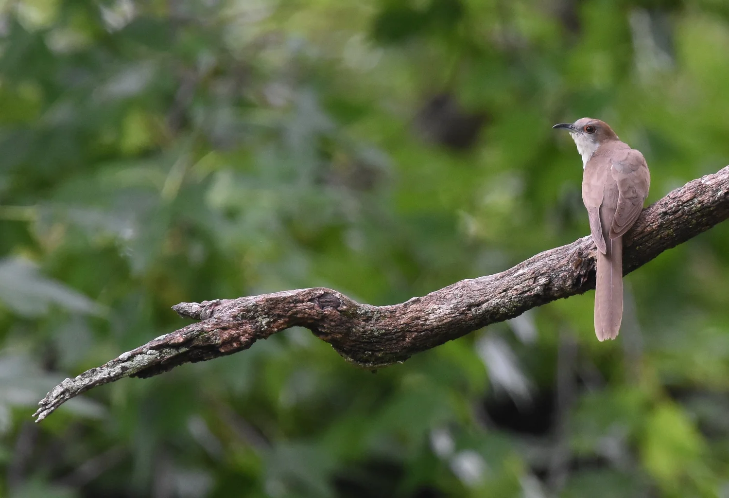 Which Species of Apple Tree is This Bird Perched On? Discover Now!