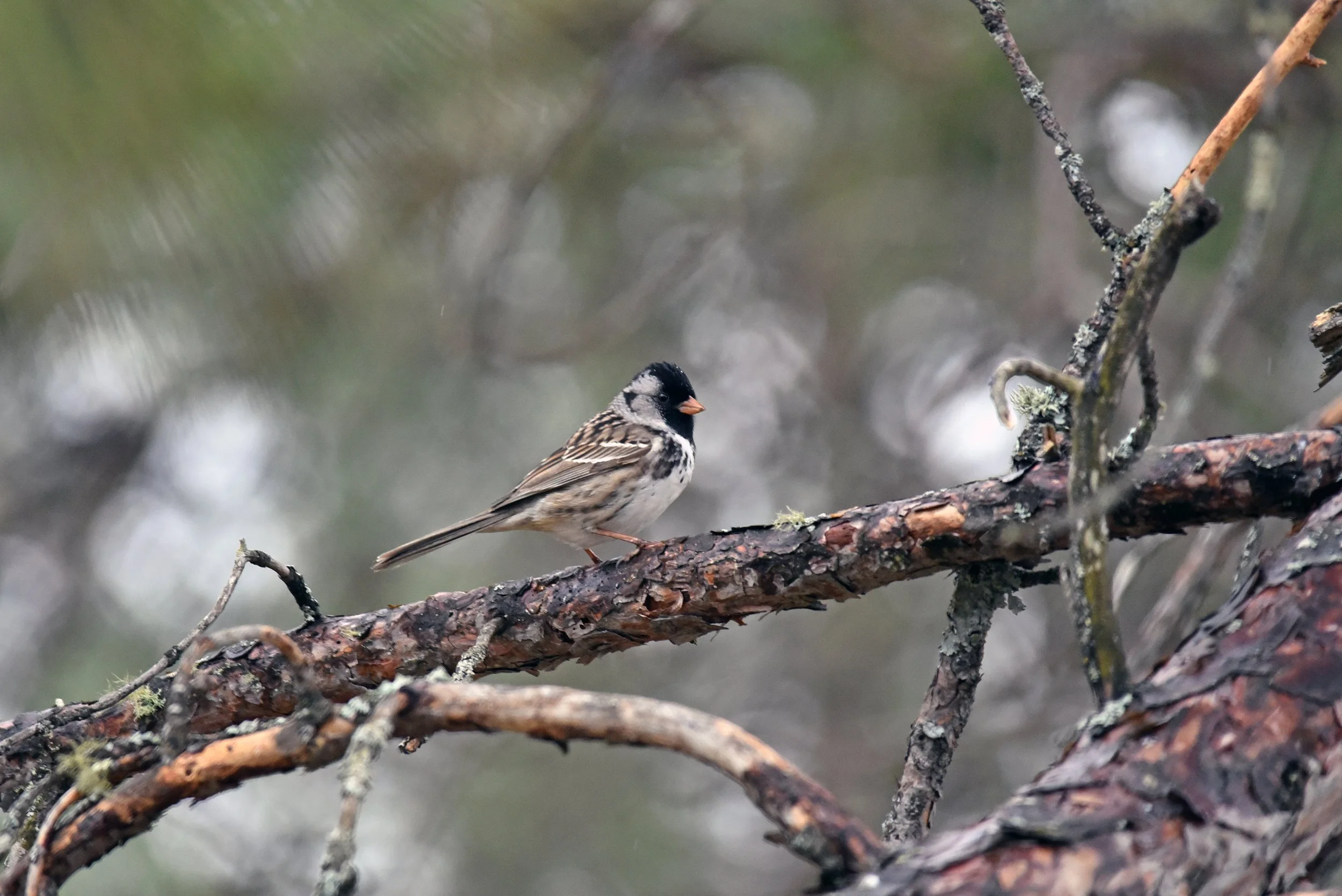 Harris's Sparrow