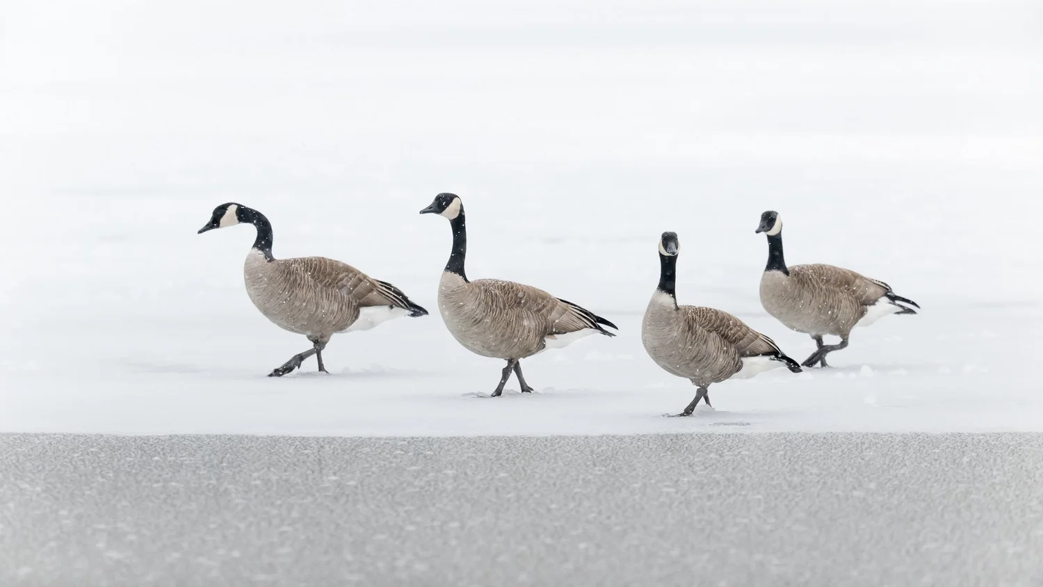 Winter behavior of Canada Geese — Southern Wisconsin Bird Alliance