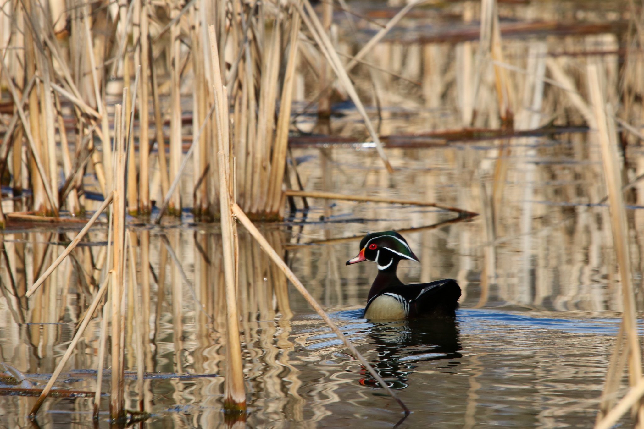 Wood Duck