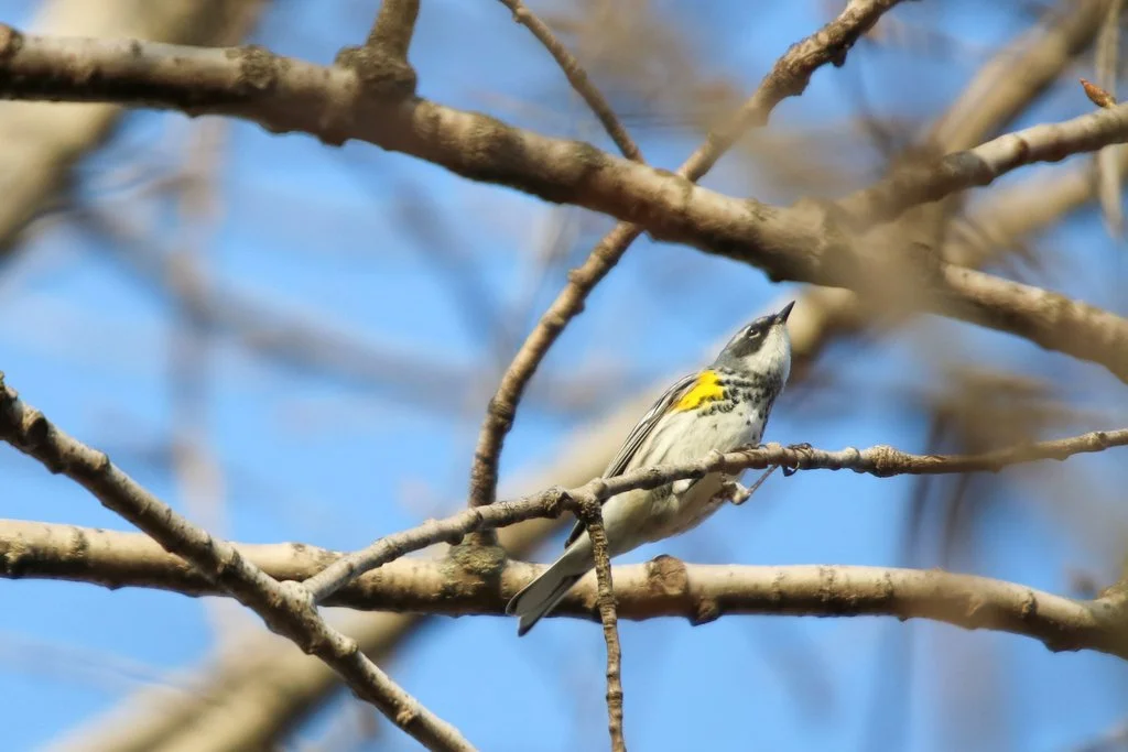 Yellow-rumped Warbler