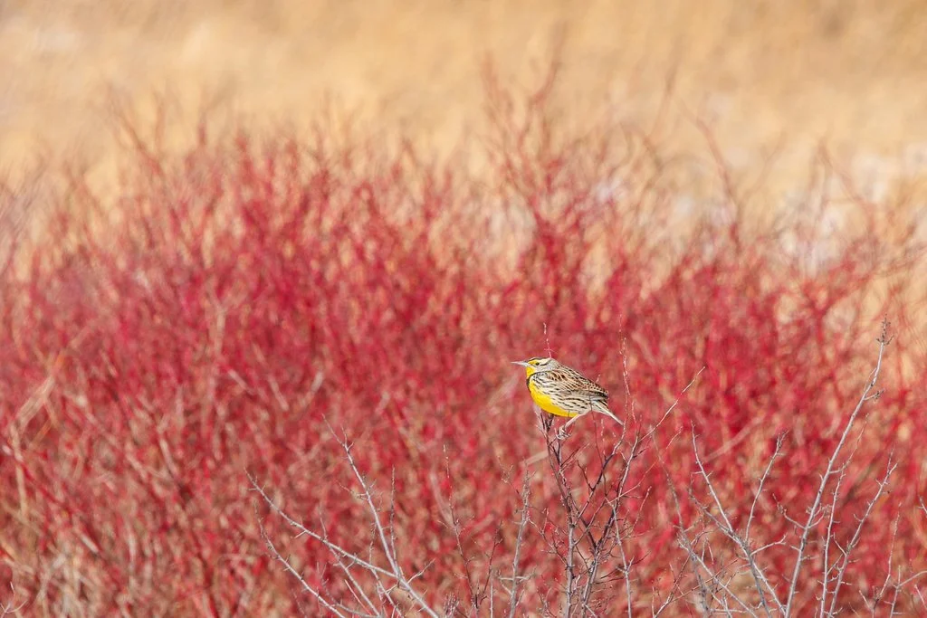 Eastern Meadowlark