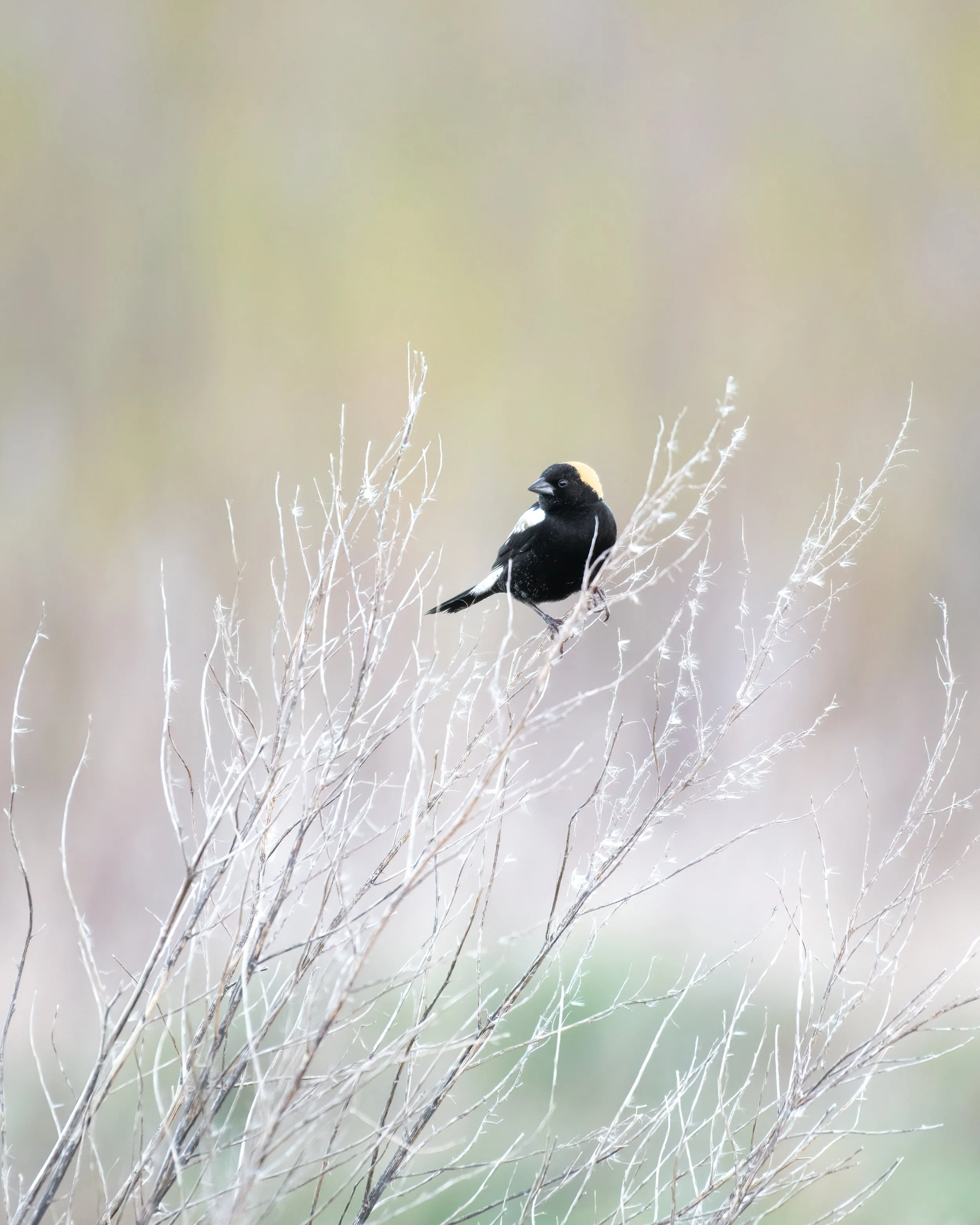 Beyond the Feather: Jeff Steele