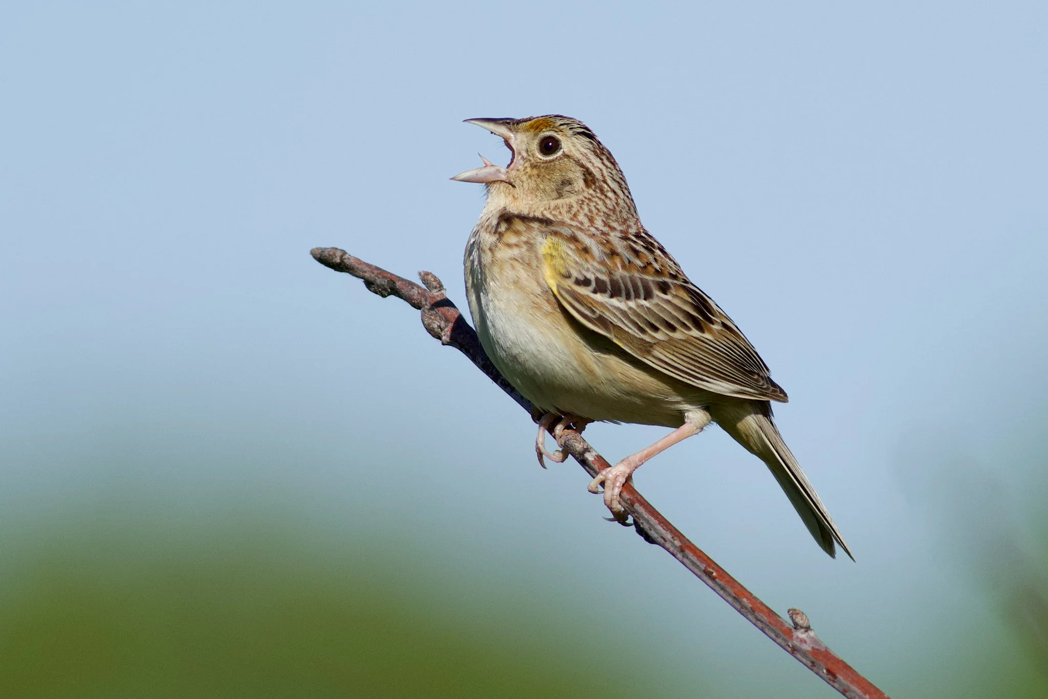 Birding by Ear Meet-up