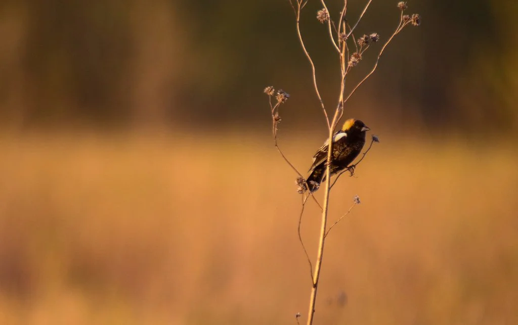 Bobolink