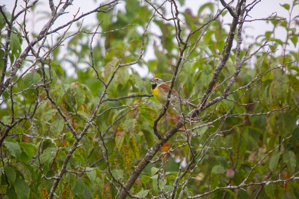 Dickcissel