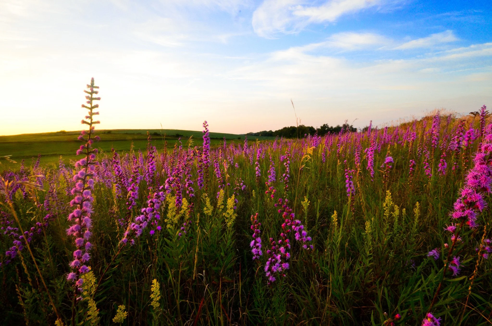 Blazing Stars, Butterflies & Birds at Smith-Reiner Drumlin Prairie (FULL)