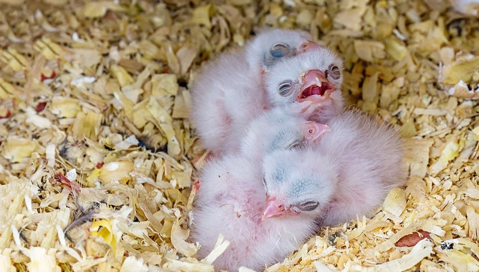 American Kestrels & You: Make & Take a Nest Box!