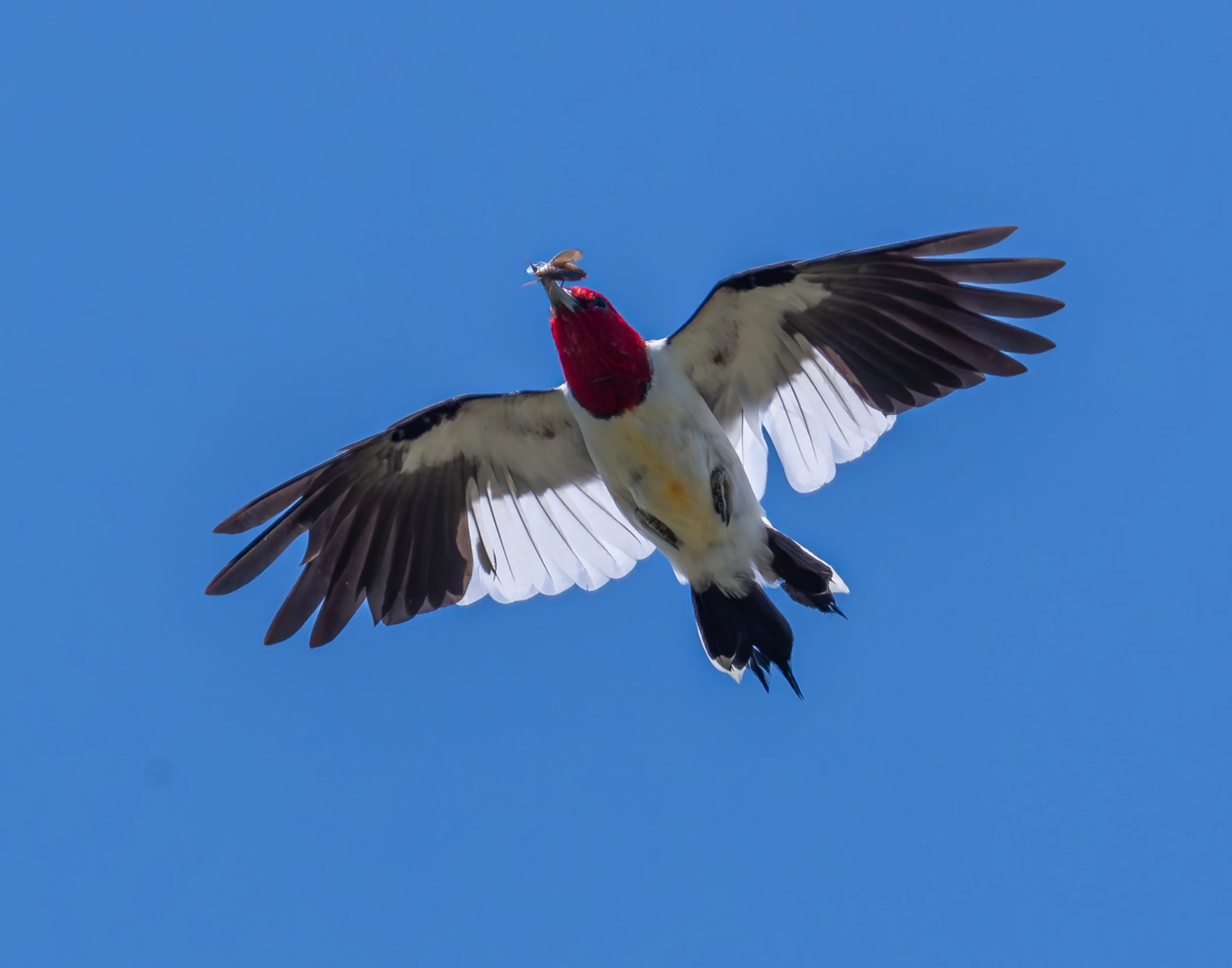 Red-headed Woodpecker