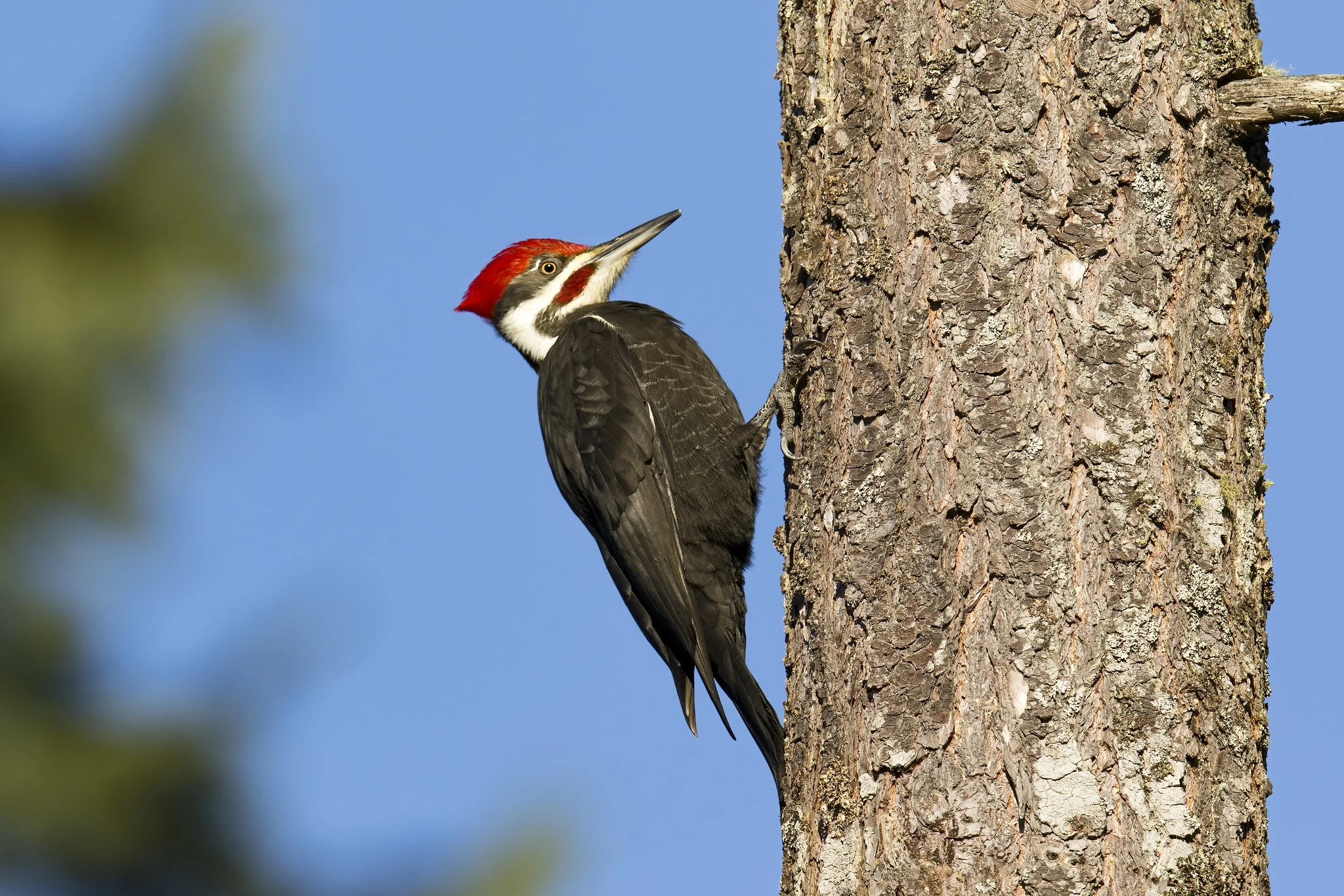 Birding in New Glarus Woods State Park