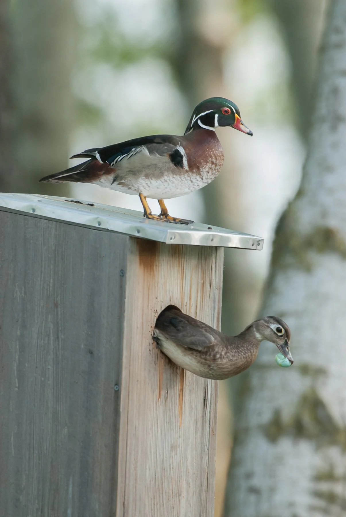 A female Wood Duck removes a European Starling egg from the nest box while her mate looks on. (Photo by Gary Shackelford)