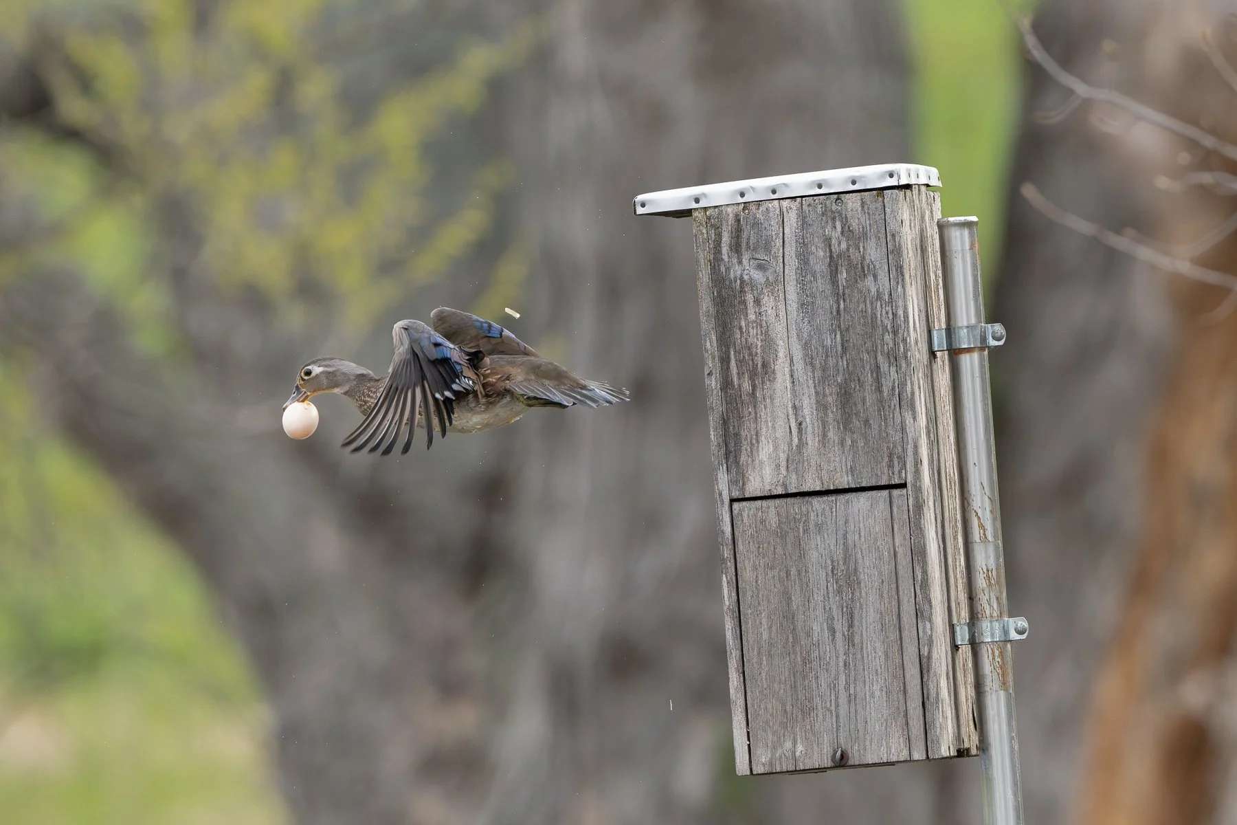 A female Wood Duck carries a Hooded Merganser egg away from her nest box. (Photo by Gary Shackelford)