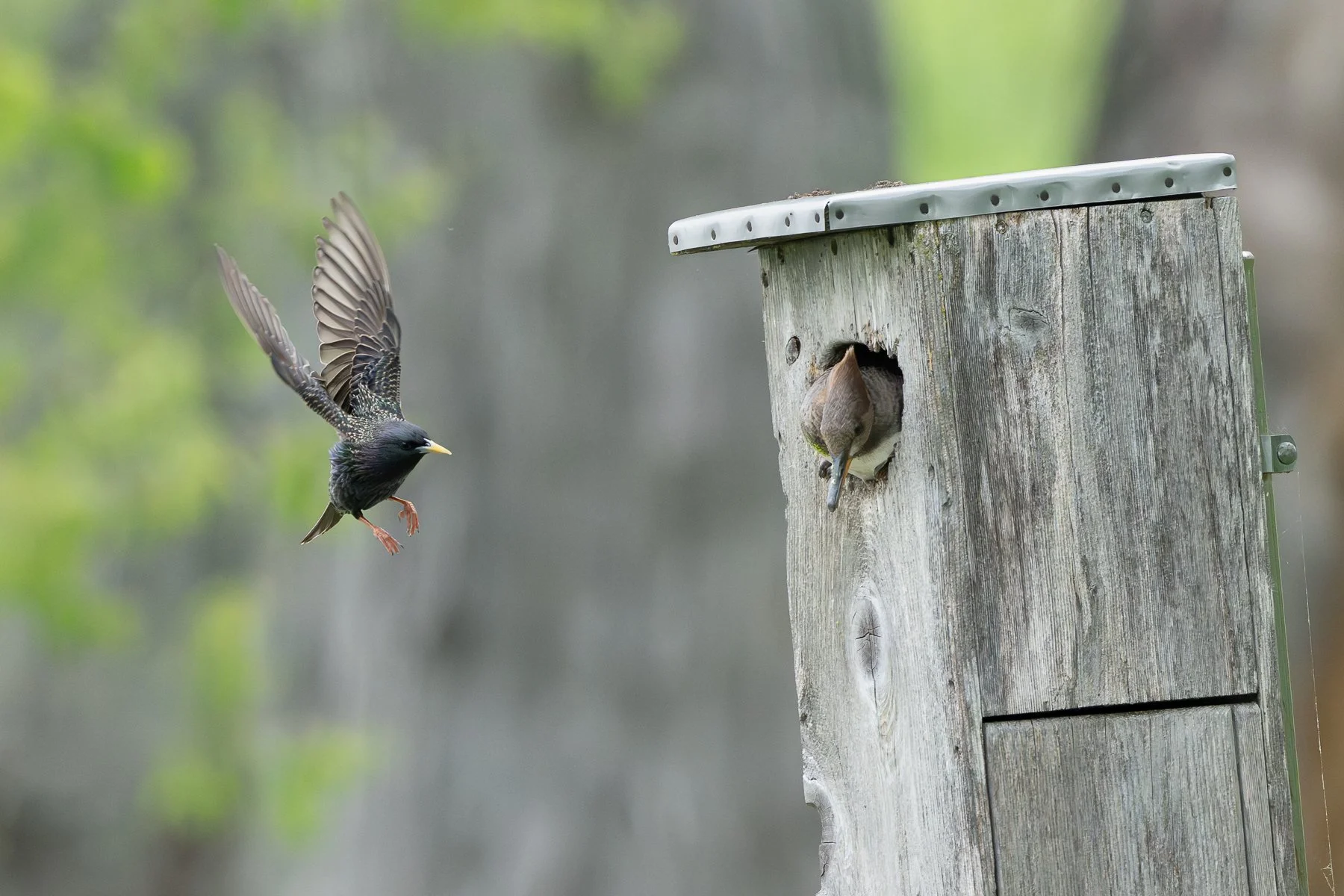 A European Starling approaches a nest box containing a female Hooded Merganser. (Photo by Gary Shackelford)