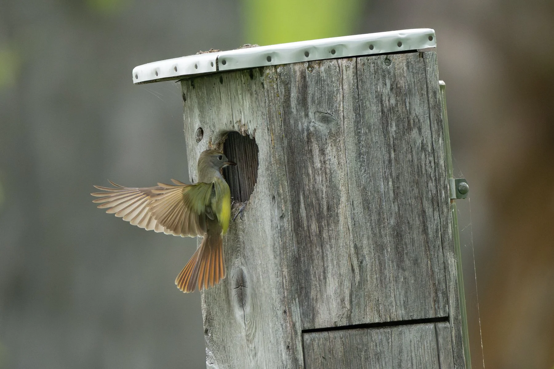 A Great Crested Flycatcher at the entrance to a nest box that was occupied by both a Wood Duck and a Hooded Merganser. (Photo by Gary Shackelford)