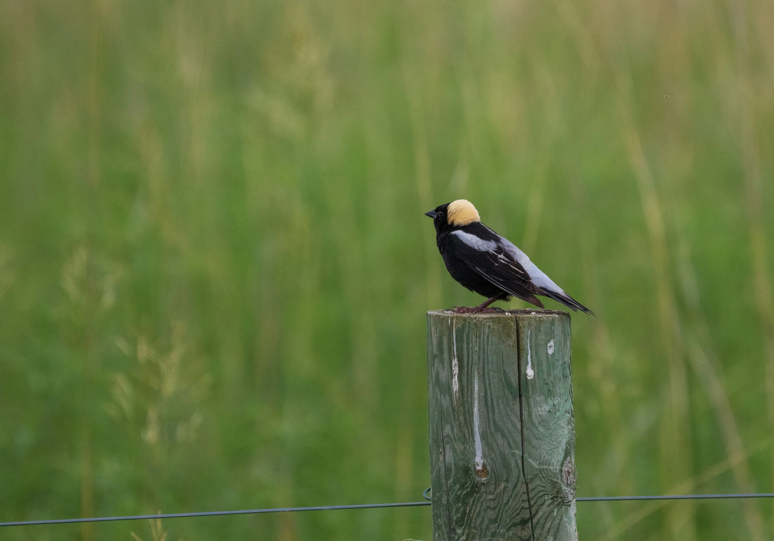 The Breeding Birds of Hillside Prairie Sanctuary