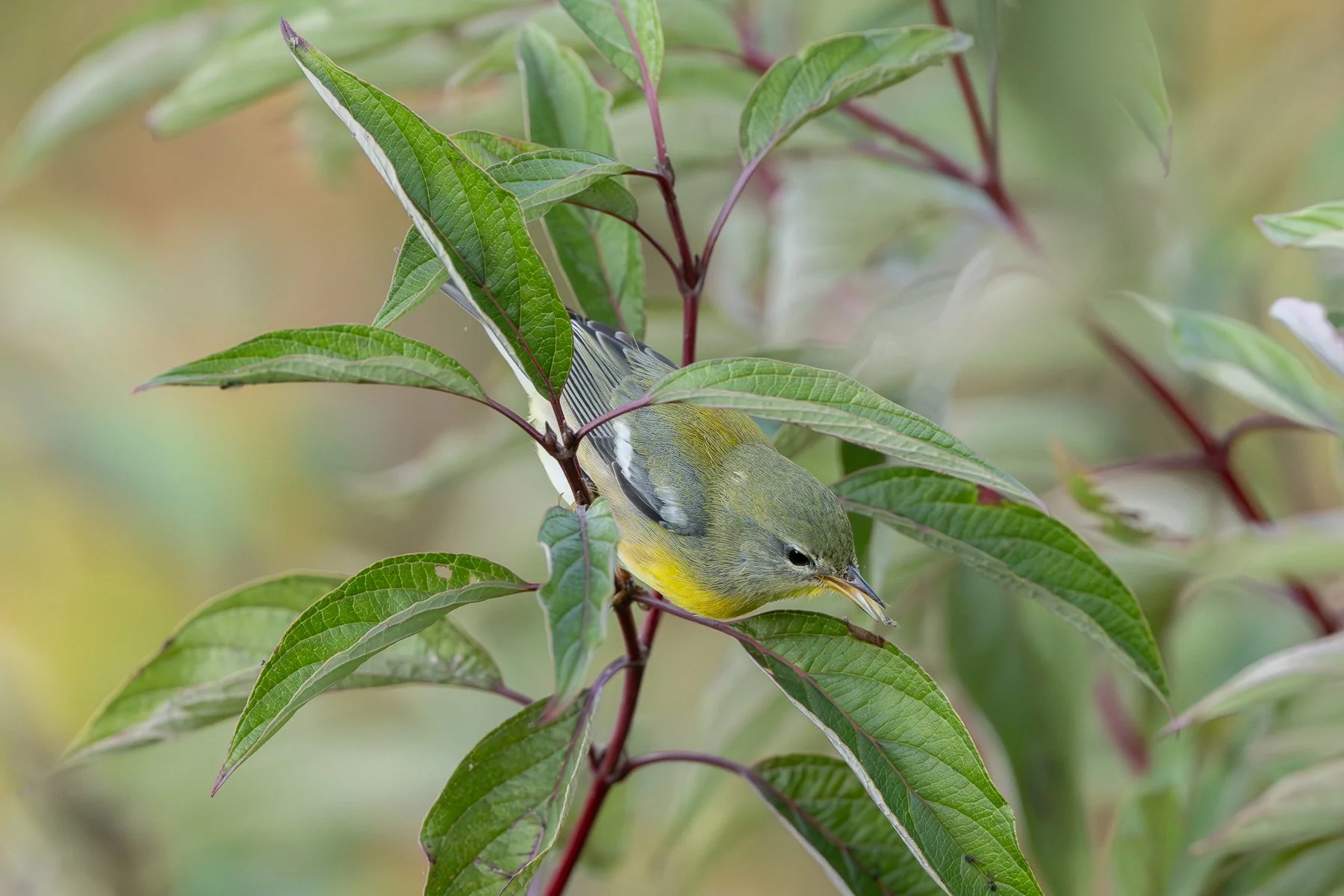 A good view of the parula’s greenish back patch and wing bars. Note the tiny insect on the bird’s tongue! (photo by Gary Shackelford)