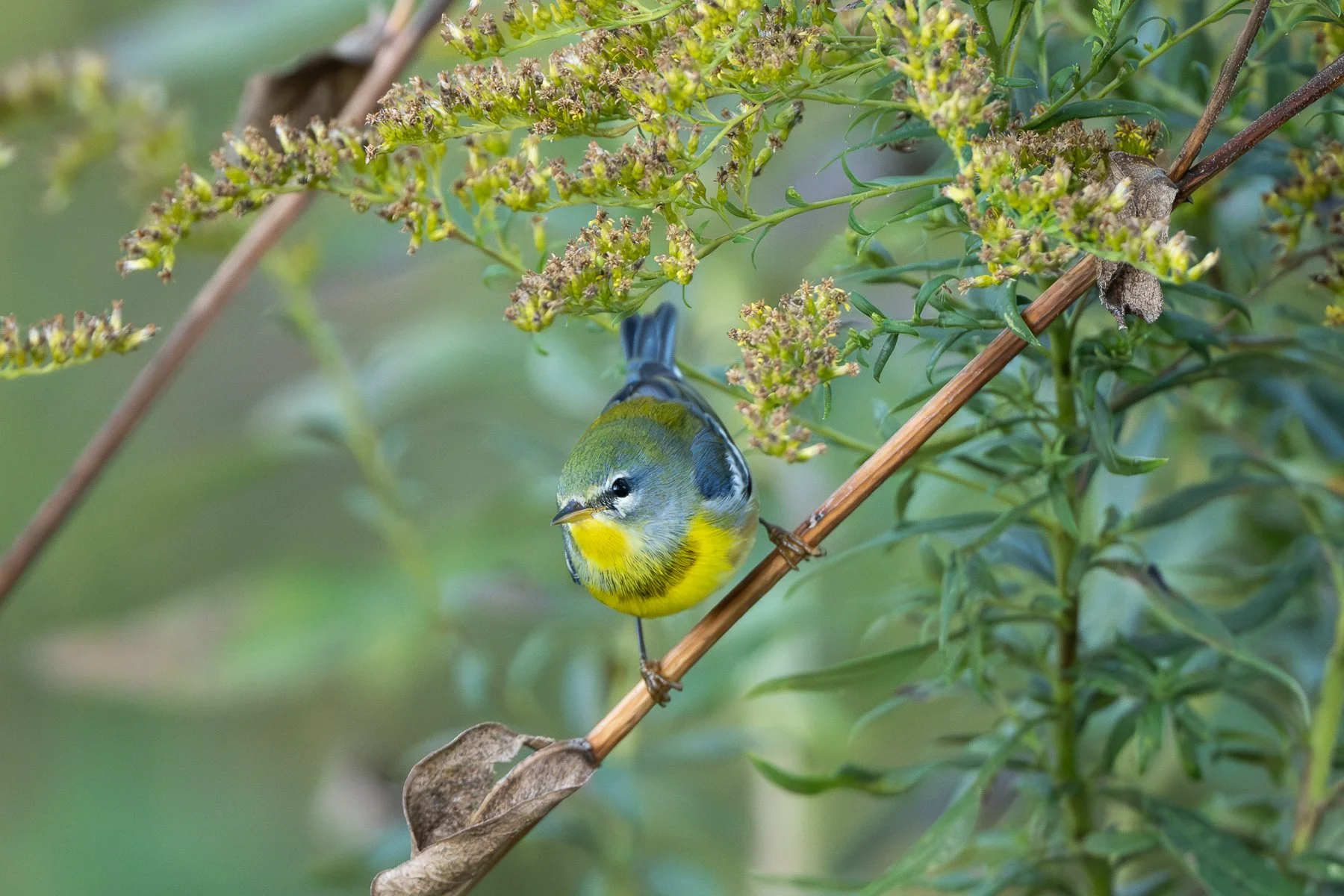 A Northern Parula with a striking chest band. Note the light-colored lower mandible blending into yellow throat and the interrupted eye ring (photo by Gary Shackelford).