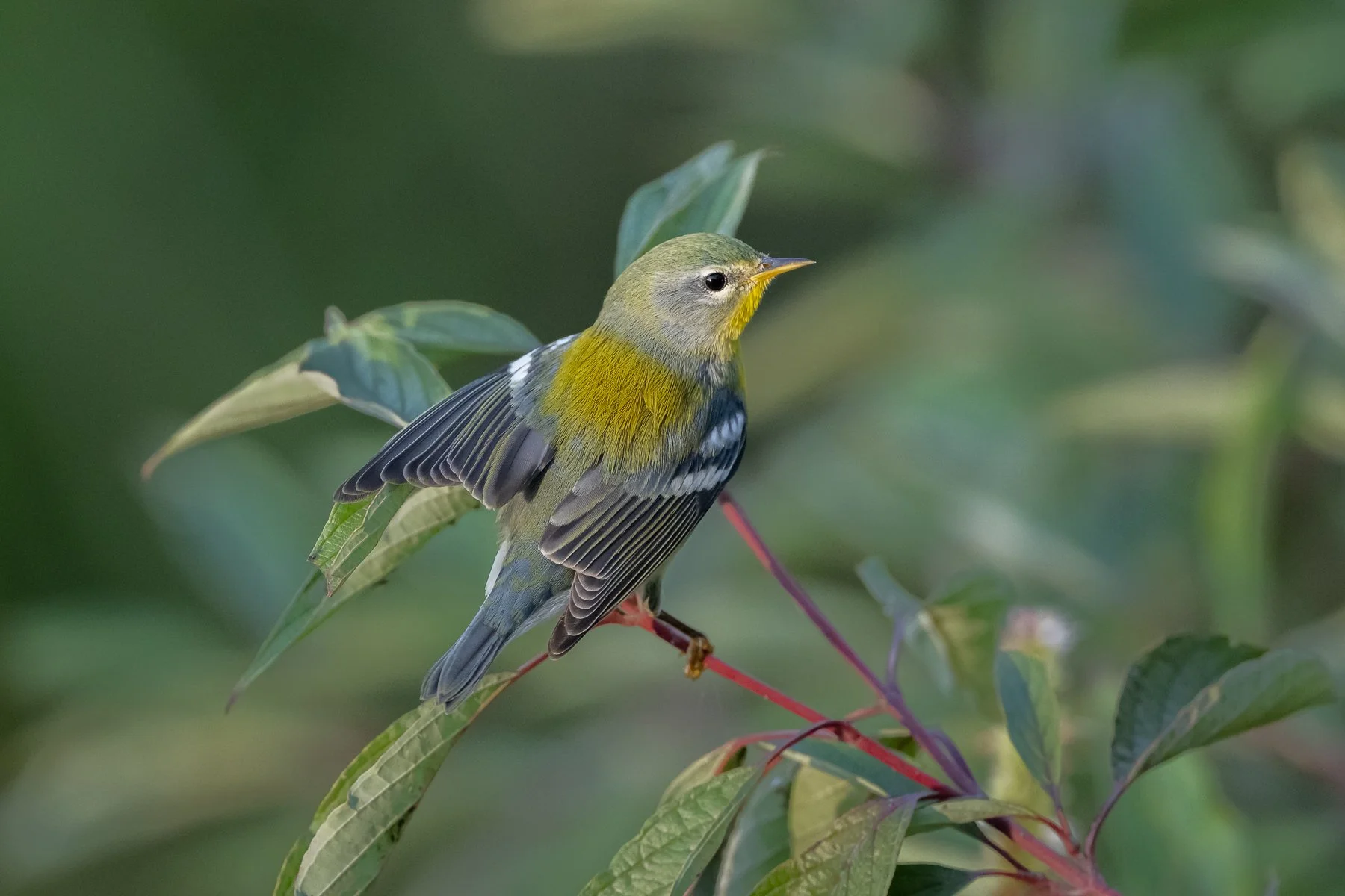 The Northern Parula has a greenish back patch, wing bars, interrupted eye ring, bicolored bill with light lower mandible merging into the yellow throat (photo by Gary Shackelford).