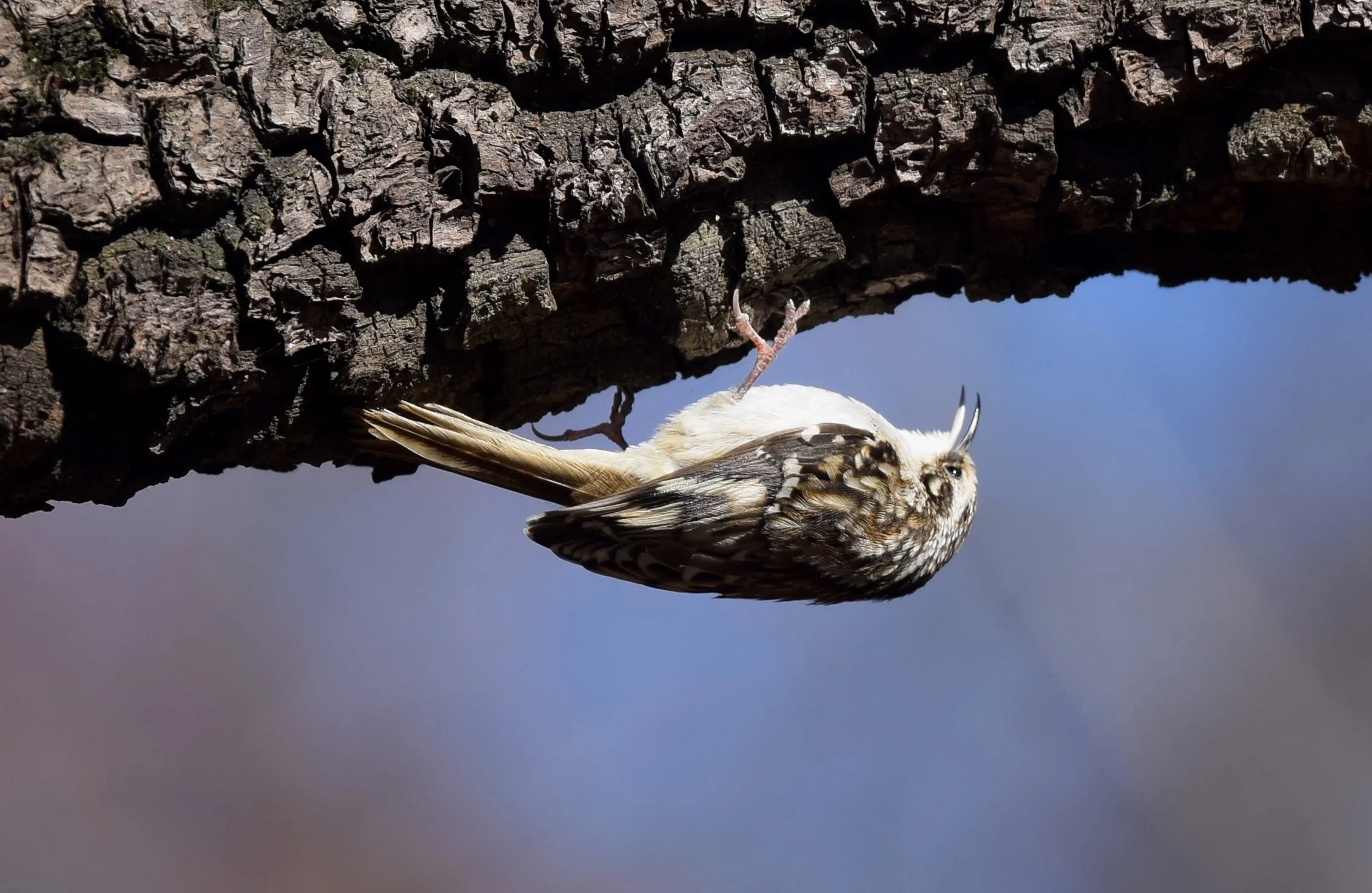 Brown Creeper