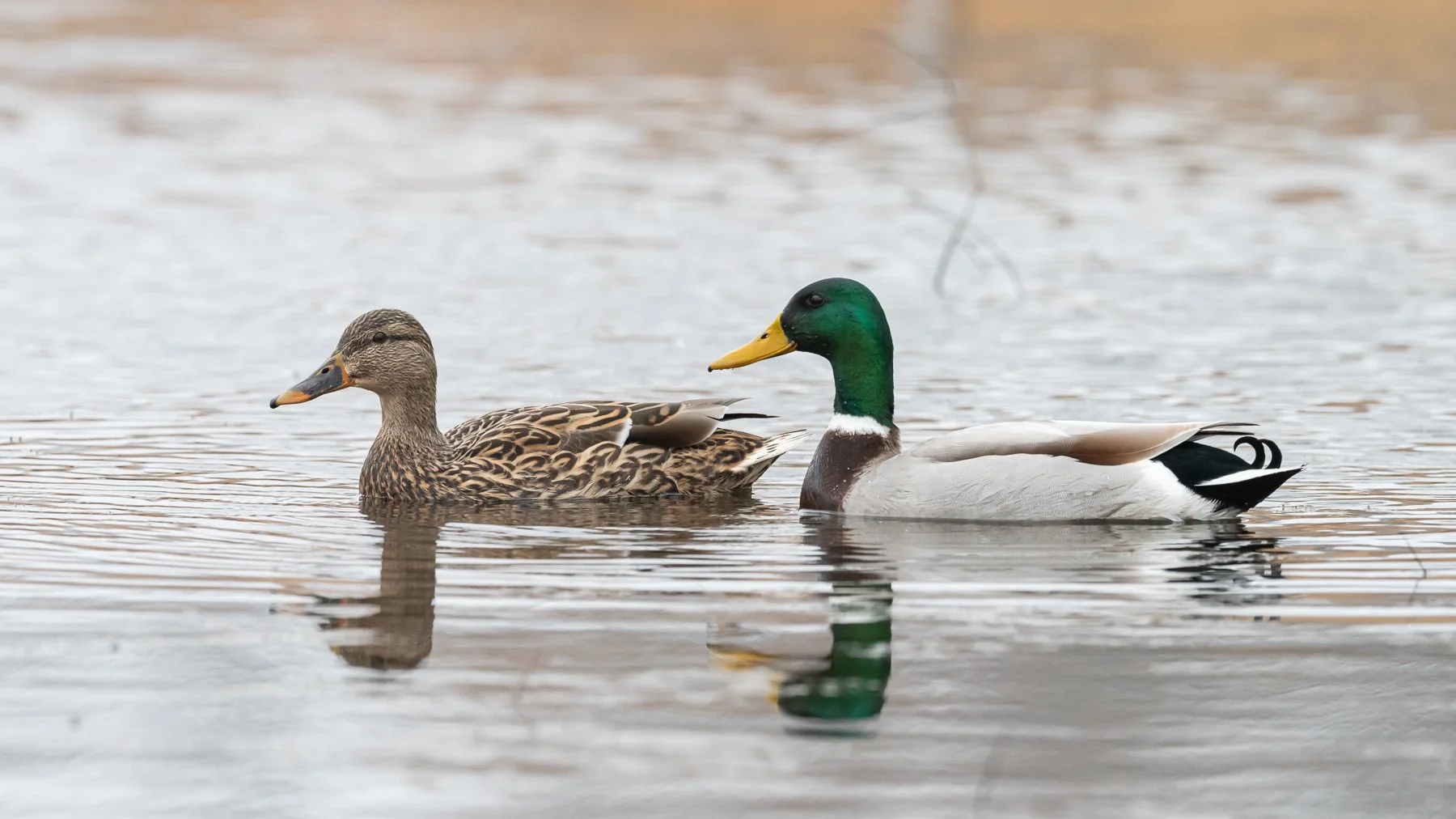 The Mallard Radiation