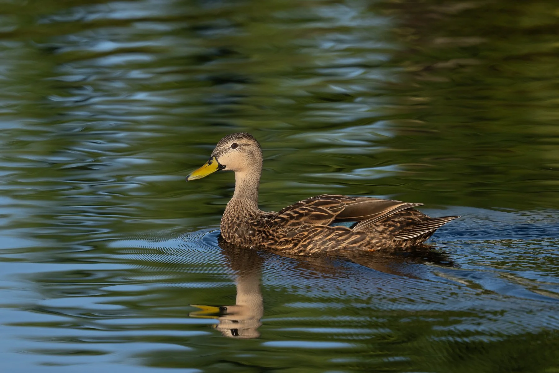  A male Mottled Duck in mid-November. Note the boldly mottled body feathers contrasting with the pale buffy head with an unmarked throat. The bill is bright yellow, with a distinctive black spot on the base of the bill, or gape, a good field mark for