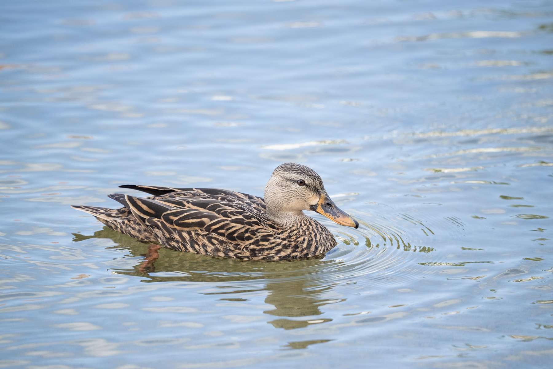  &nbsp;A female Mottled Duck in mid-November. The body feathers are similar to those of the male, but the female is overall slightly lighter, owing to more buffy brown on the margins of the feathers. The bill is drab orange mixed with a dark saddle a